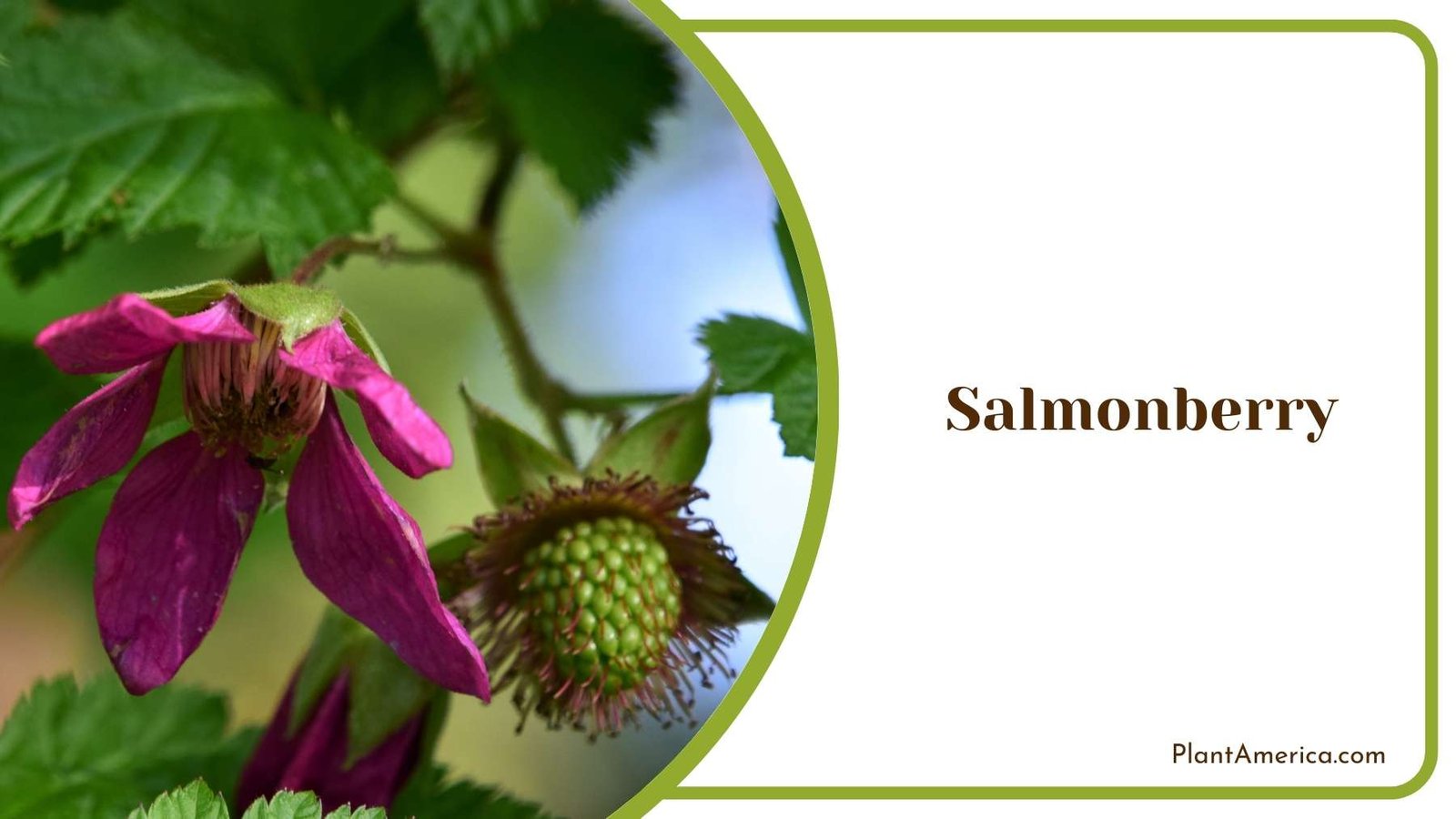Salmonberry In a Shot Plant America