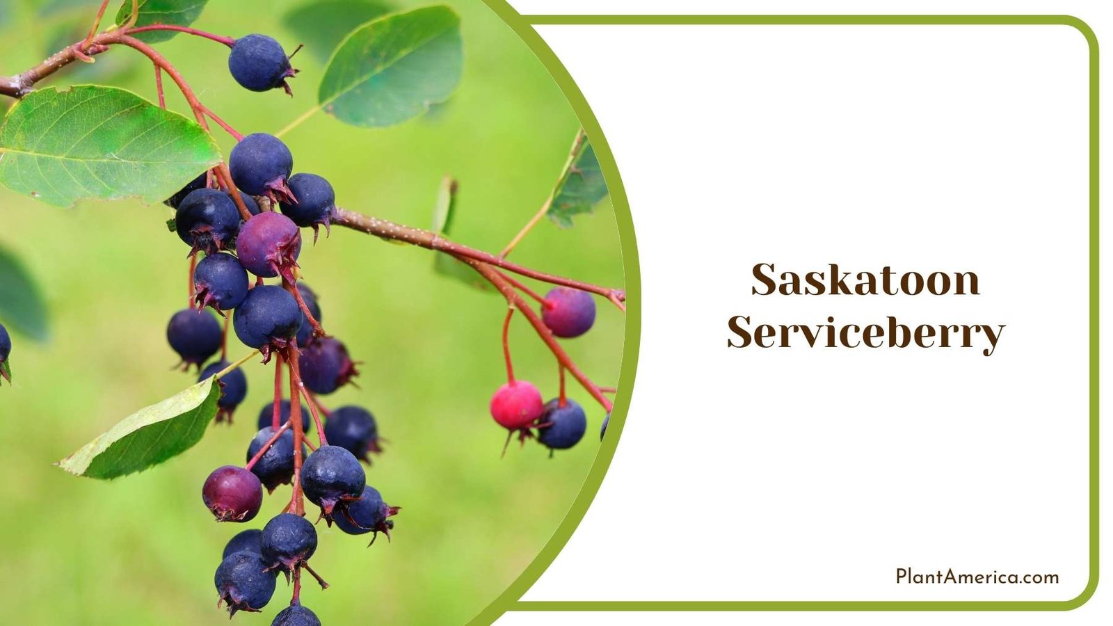 Saskatoon Serviceberry Flowers Plant America