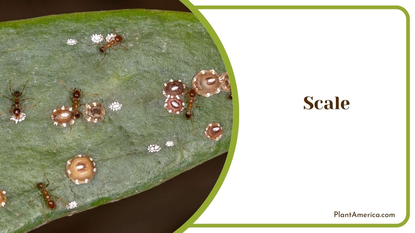 Scale Pest Plant America