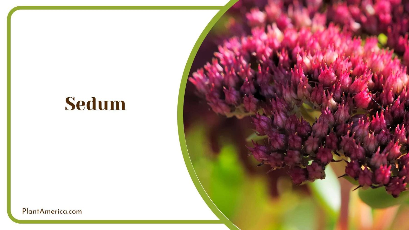 Sedum Flower Blooms Plant America 1