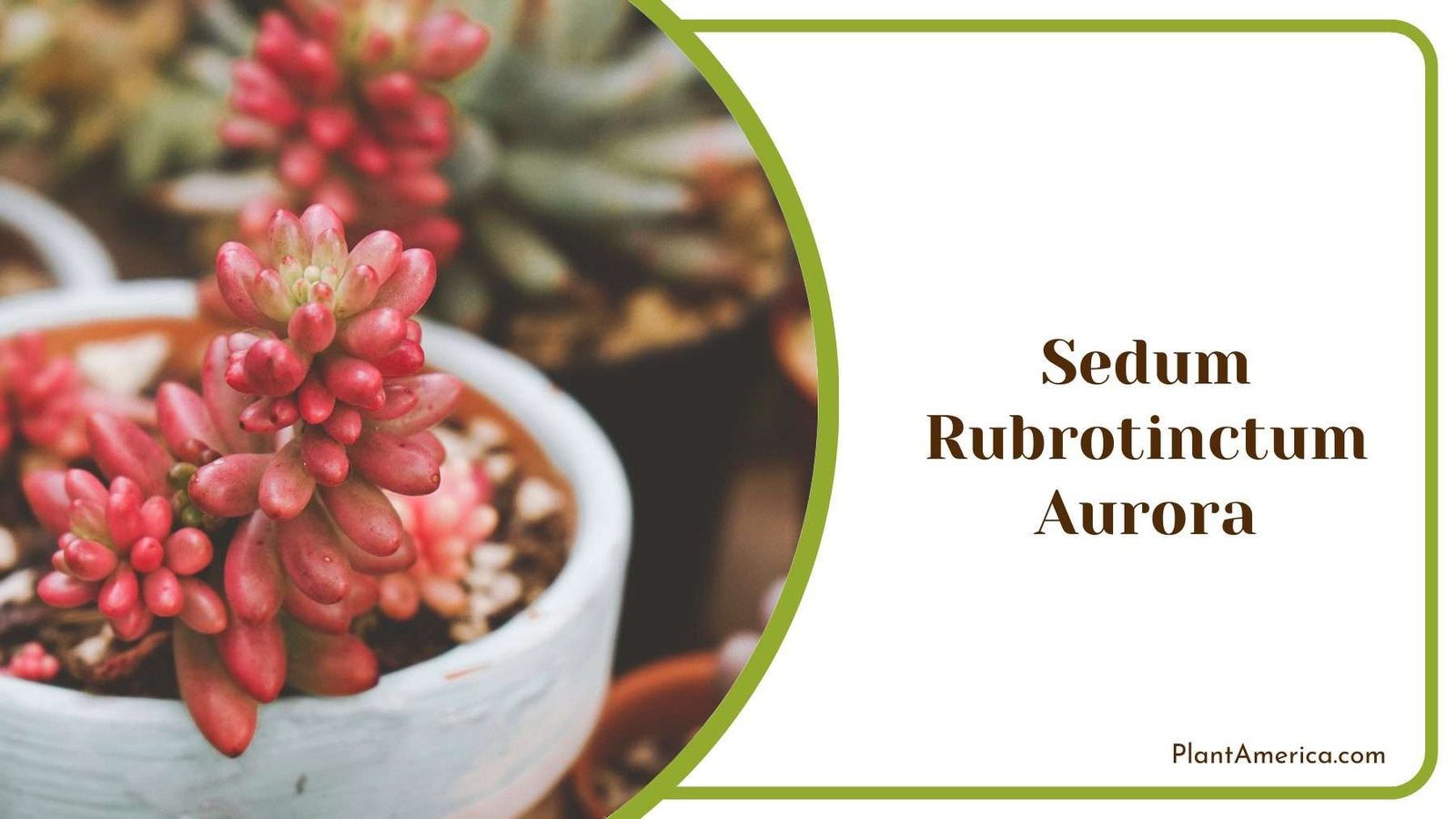 Sedum Rubrotinctum Aurora Plant America