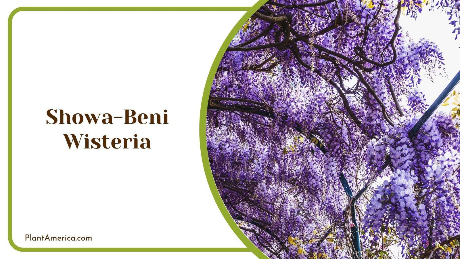 Showa Beni Wisteria Plant America