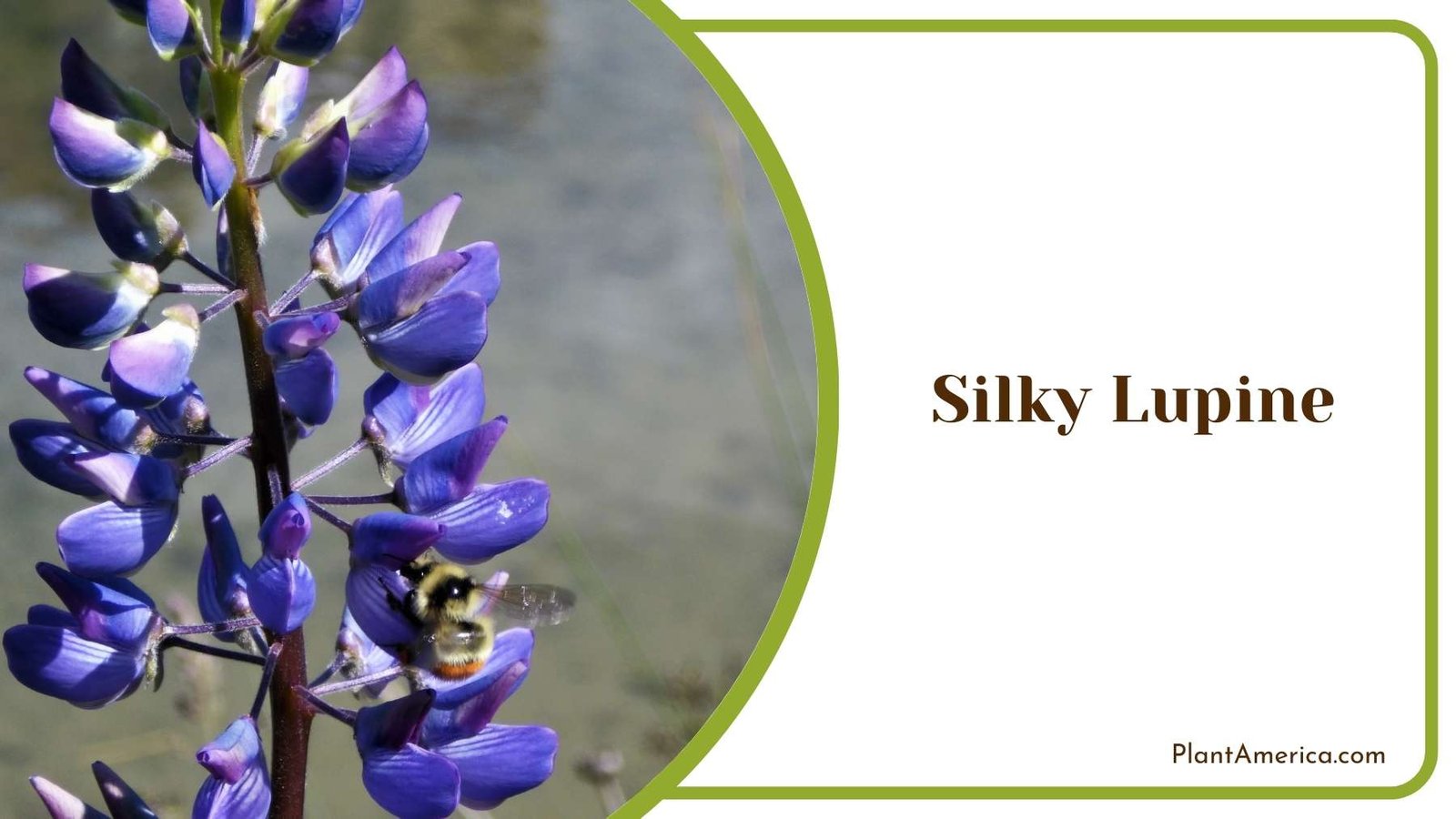 Silky Lupine Picture Plant America Silky Lupine Picture Plant America