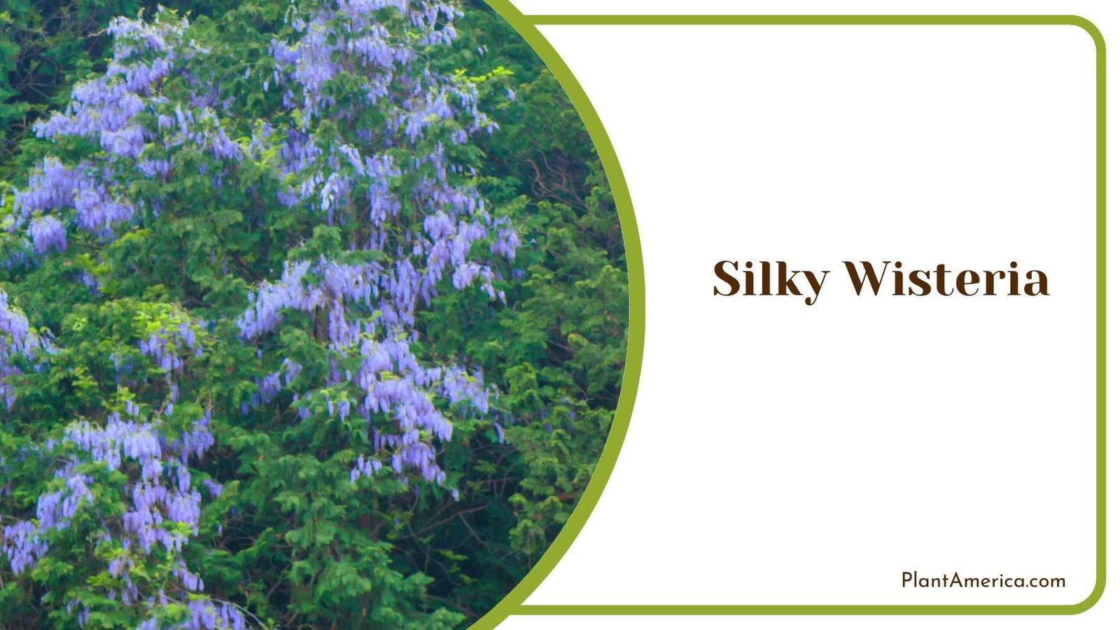 Silky Wisteria Plant America