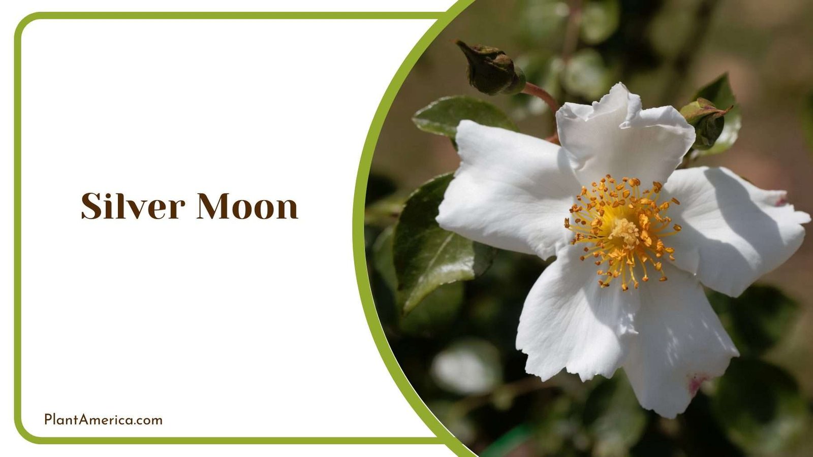 Silver Moon Flower Plant America