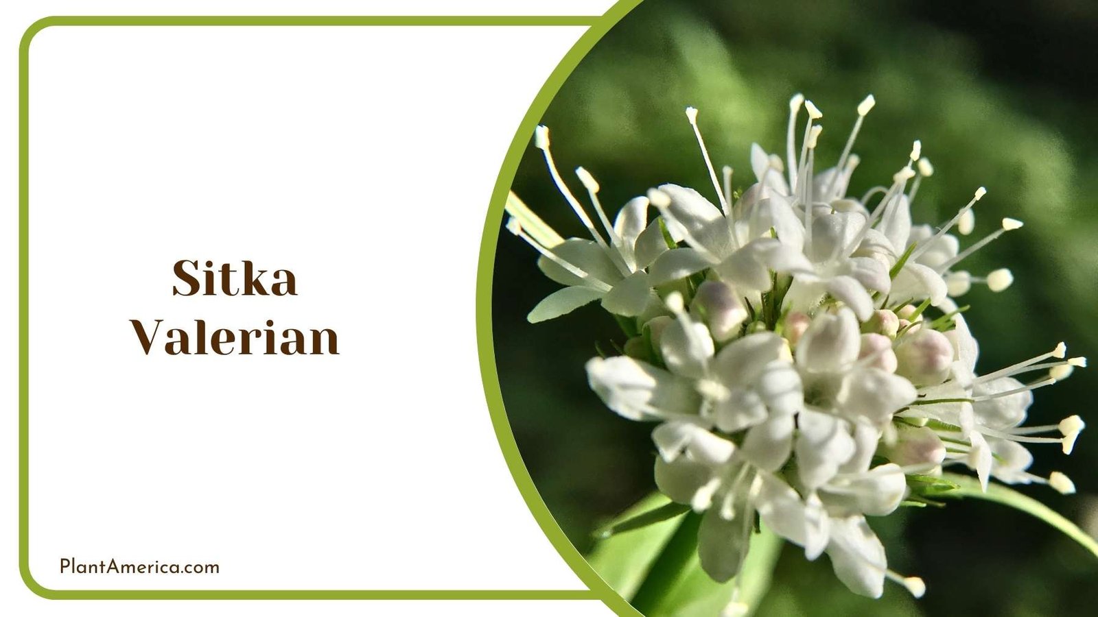 Sitka Valerian In A Macro Shot Plant America