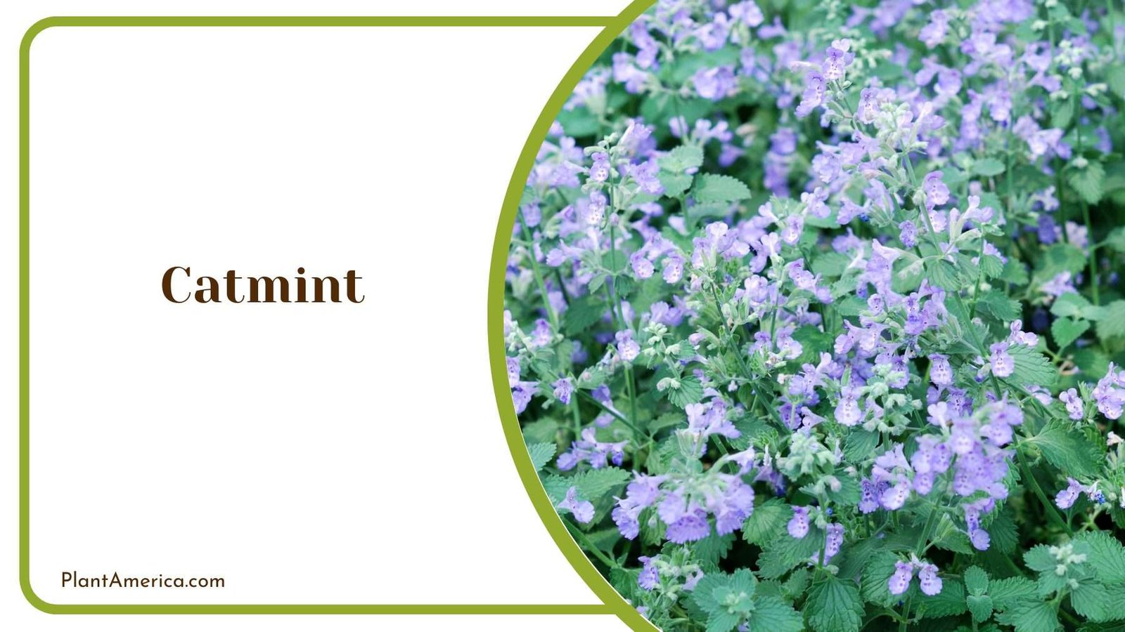 Small Catmint Flower Plant America