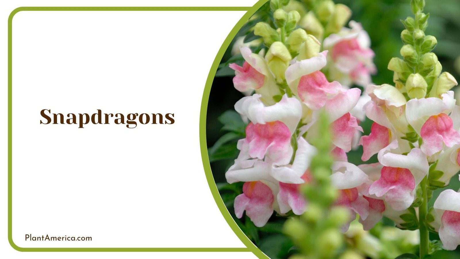 Snapdragons Blooms Plant America