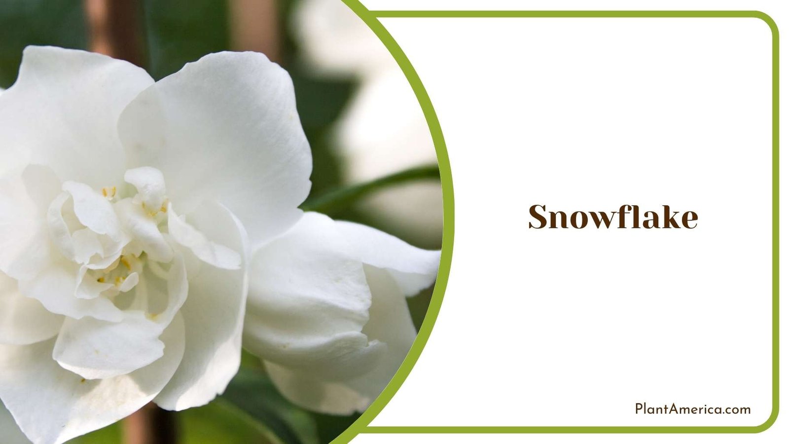 Snowflake In a Shot Plant America