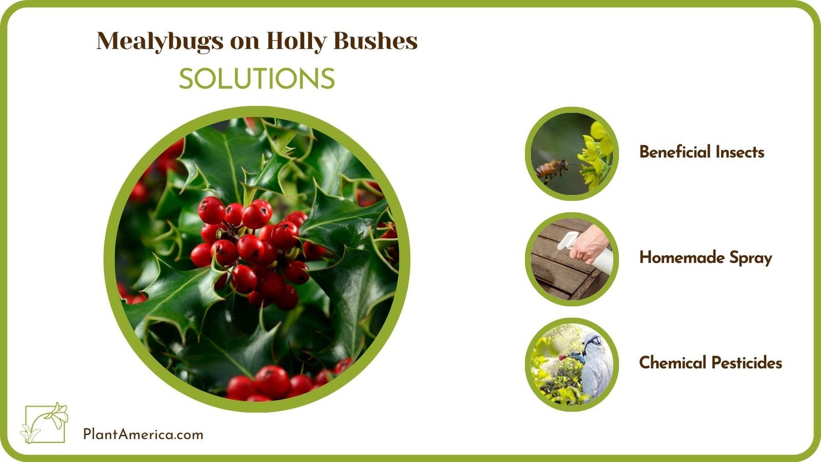 Solutions For Mealybugs on Holly Bushes Plant America