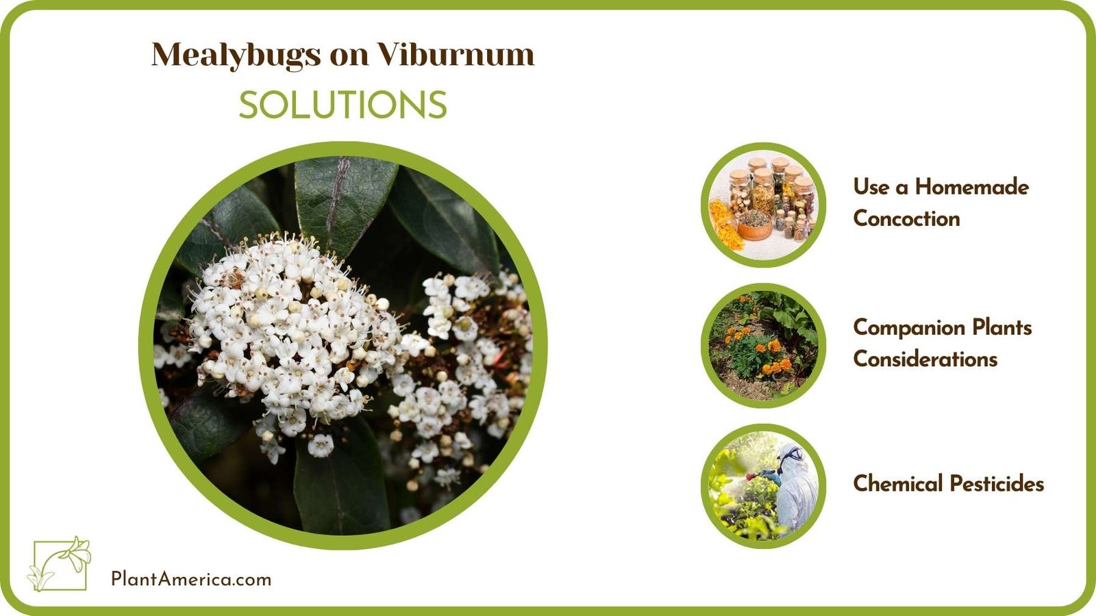 Solutions For Mealybugs on Viburnum Plant America