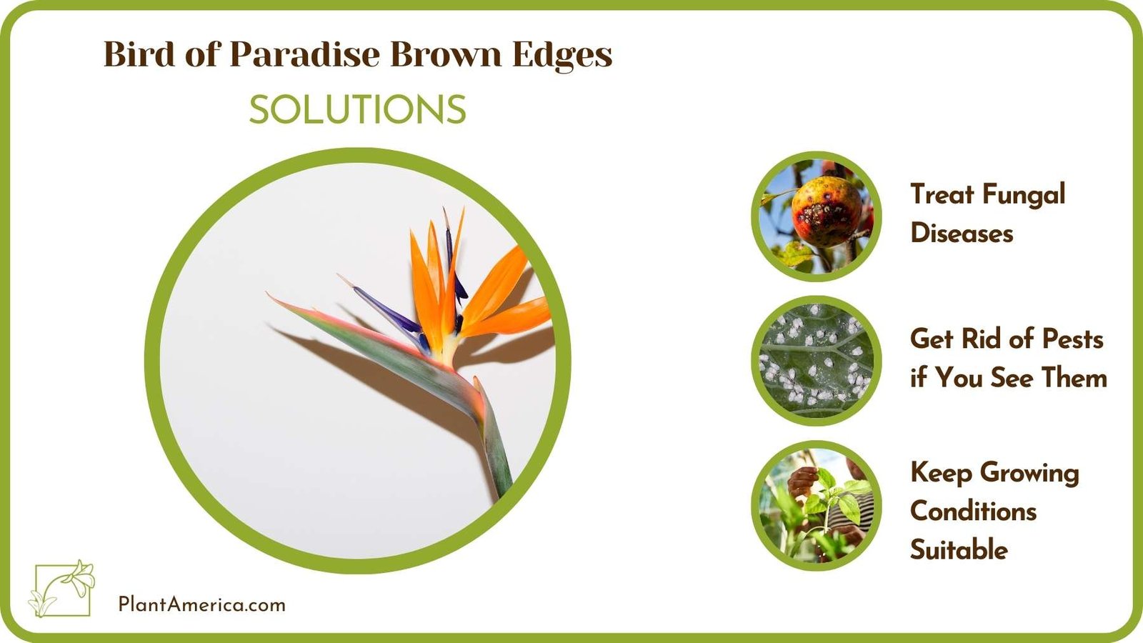 Solutions Of Bird of Paradise Brown Edges Plant America
