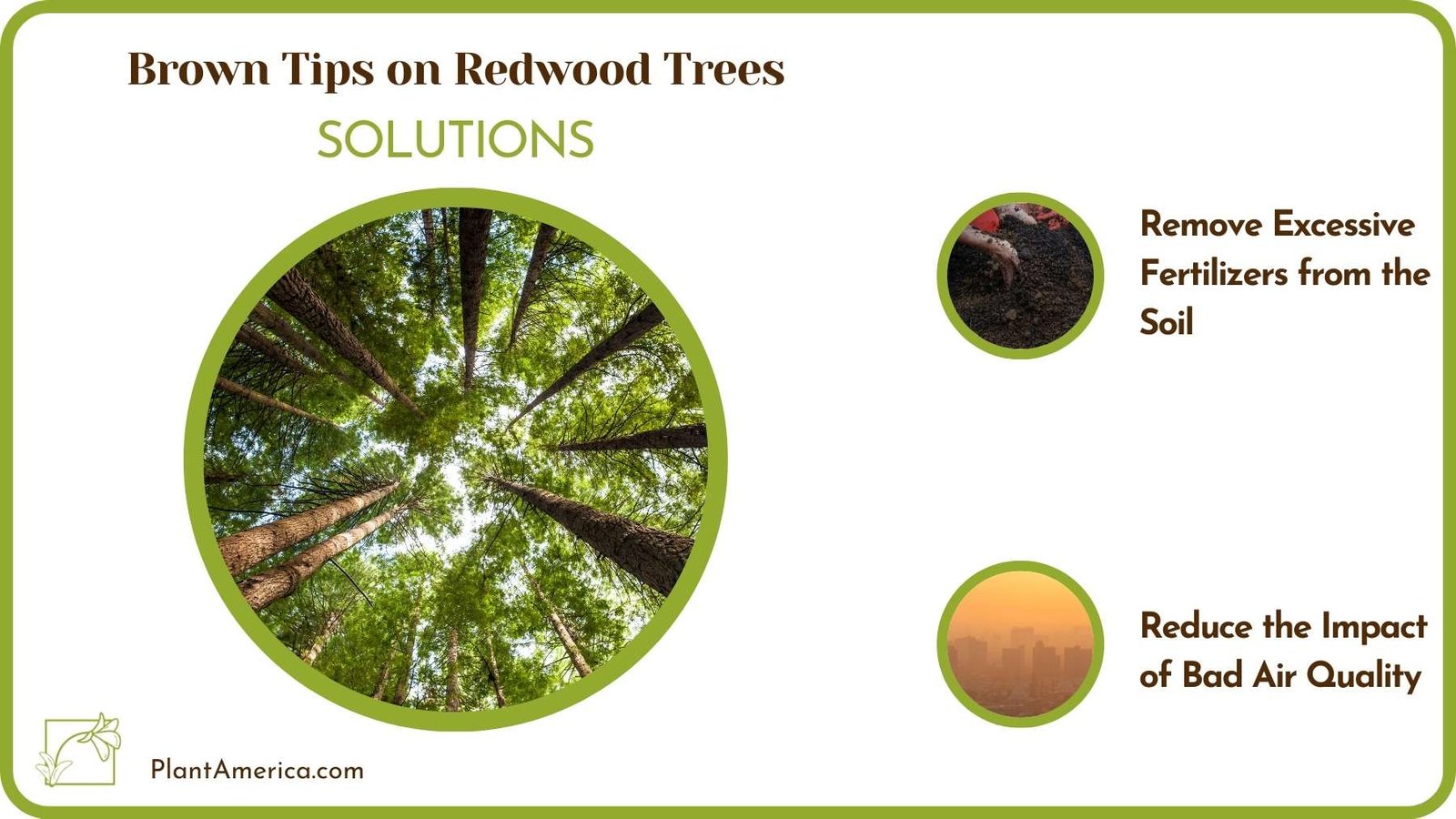 Solutions Of Brown Tips on Redwood Trees Plant America Solutions Of Brown Tips on Redwood Trees Plant America