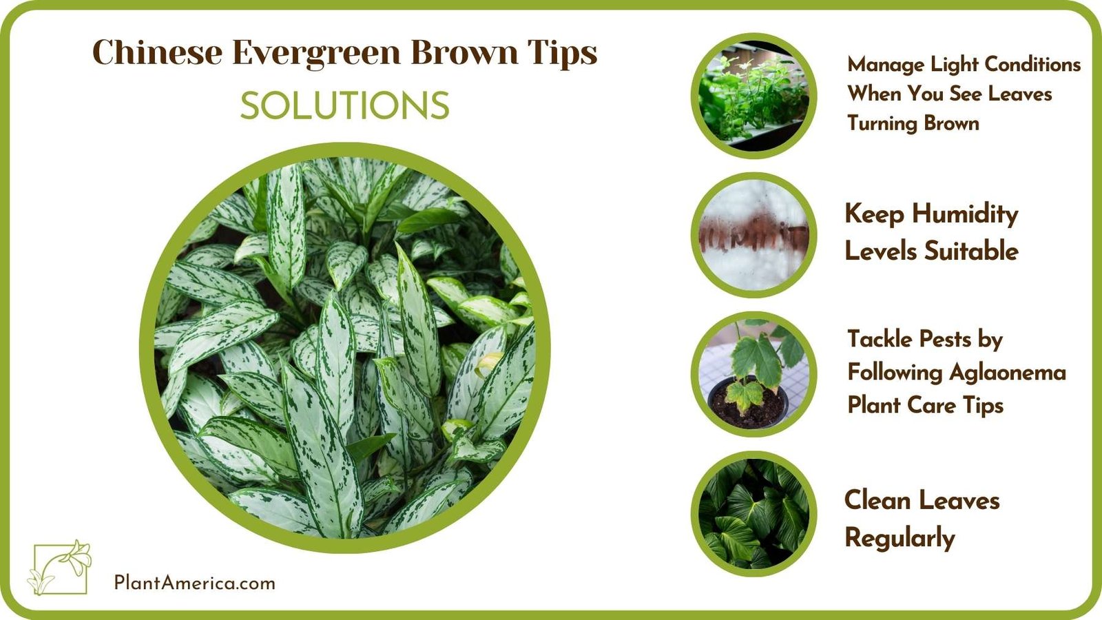 Solutions Of Chinese Evergreen Brown Tips Plant America Solutions Of Chinese Evergreen Brown Tips Plant America