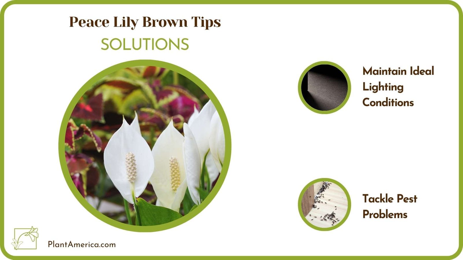 Solutions Of Peace Lily Brown Tips Plant America Solutions Of Peace Lily Brown Tips Plant America