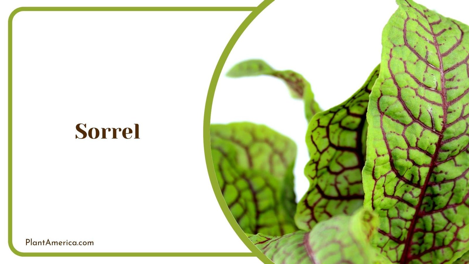Sorrel Leaves Plant America Sorrel Leaves Plant America