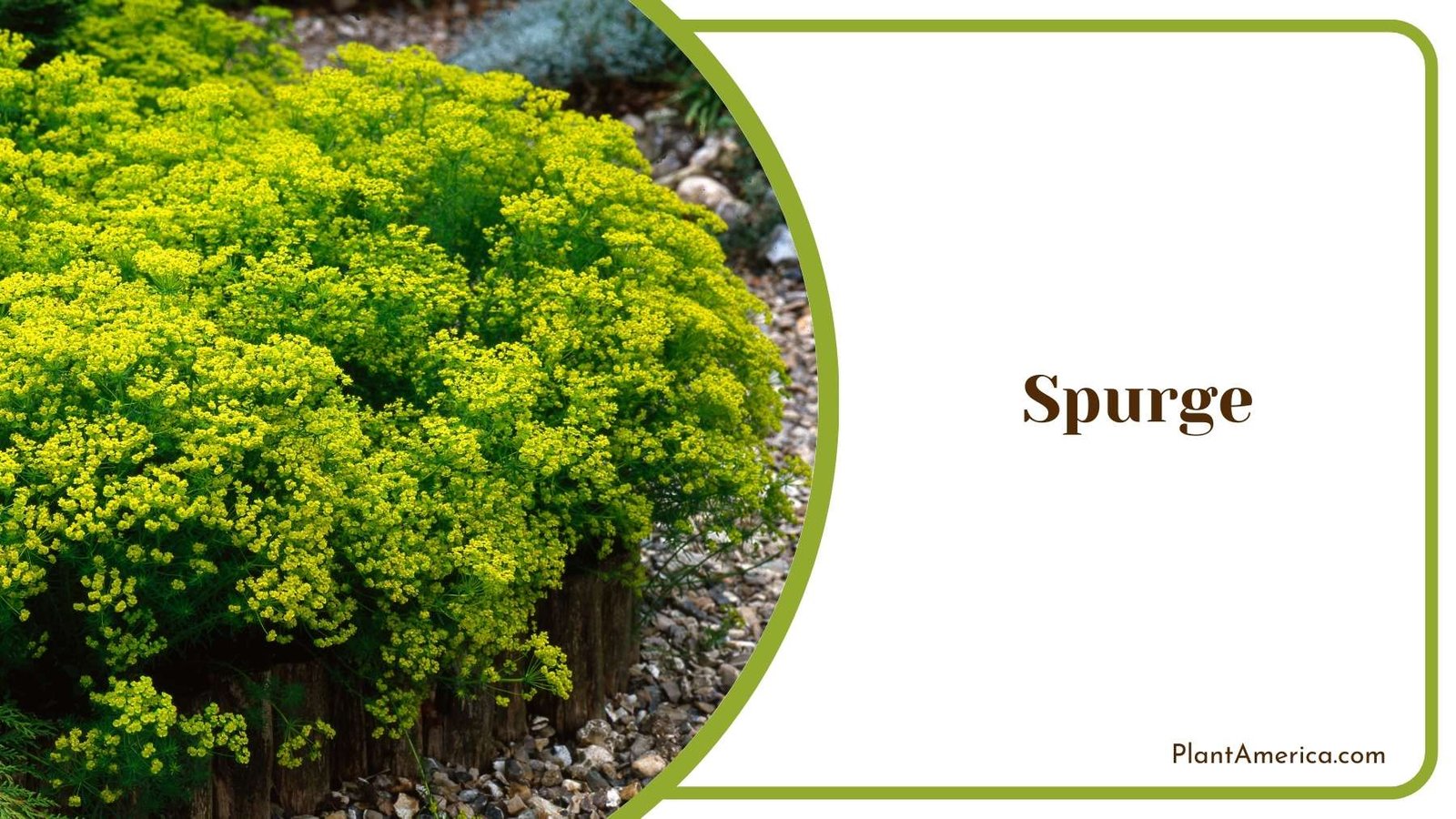 Spurge Plant America Spurge Plant America