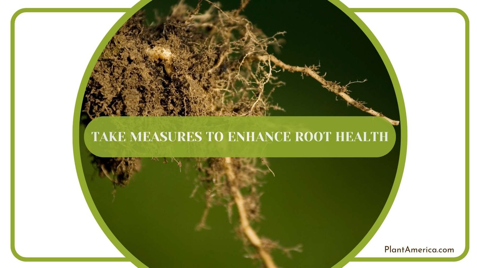 Start To Take Measures to Enhance Root Health Plant America Start To Take Measures to Enhance Root Health Plant America