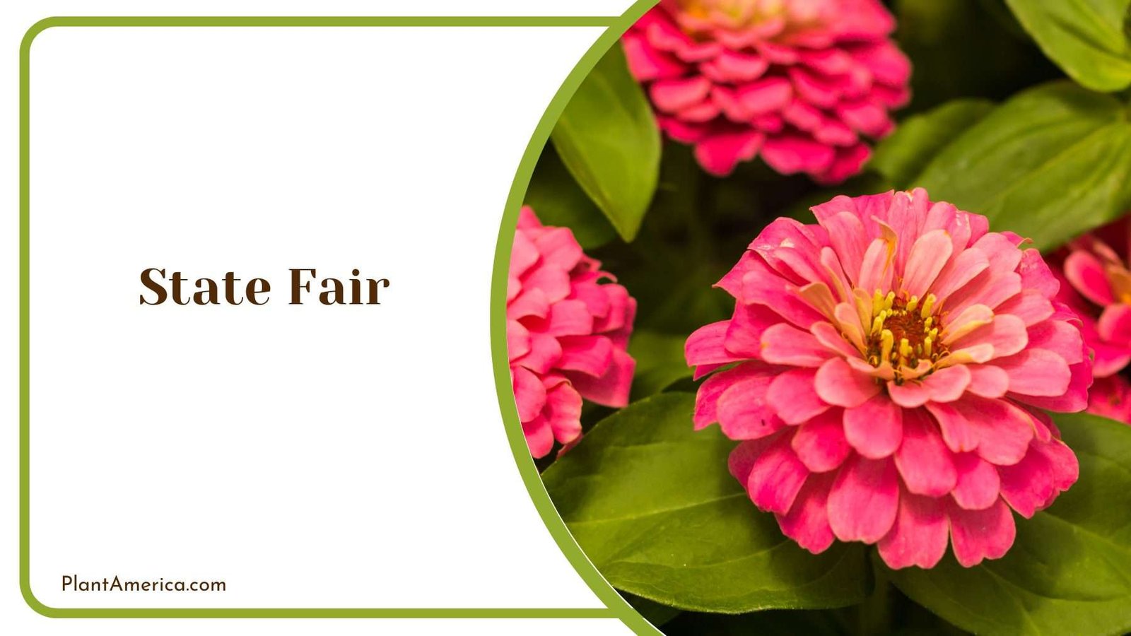 State Fair Zinnias Plant America