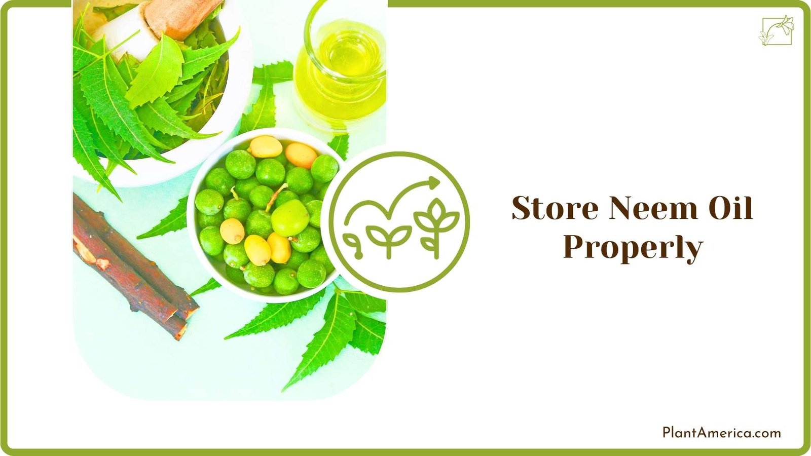 Store Neem Oil Properly Plant America