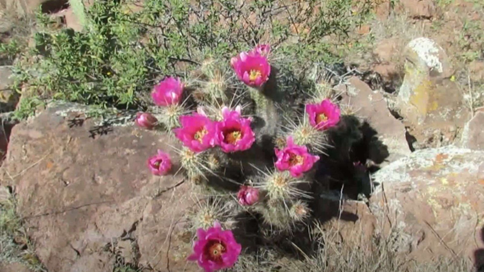 Strawberry Hedgehog Cactus in Yard Plant America
