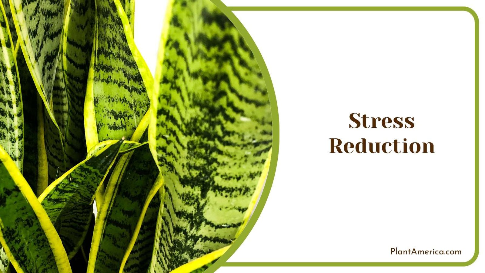 Stress Reduction Plant America