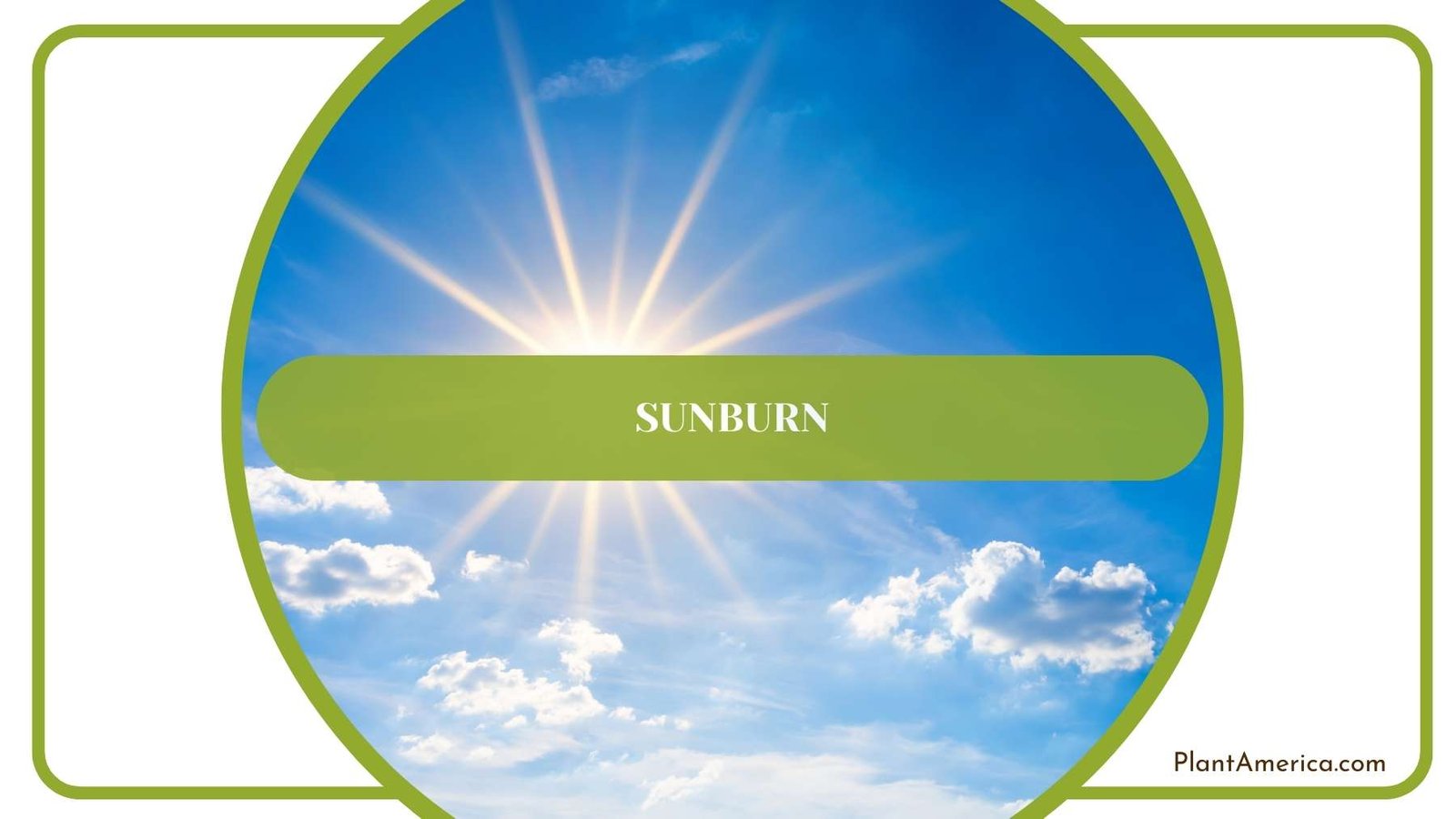 Sun In Blue Sky Plant America