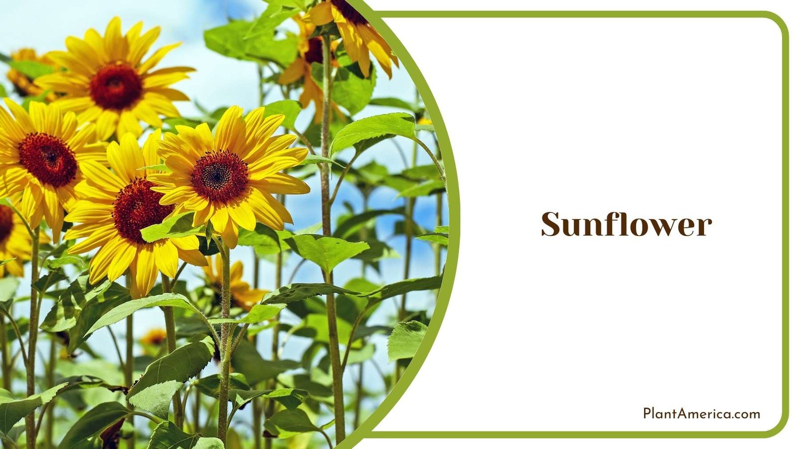 Sunflower Plant Plant America