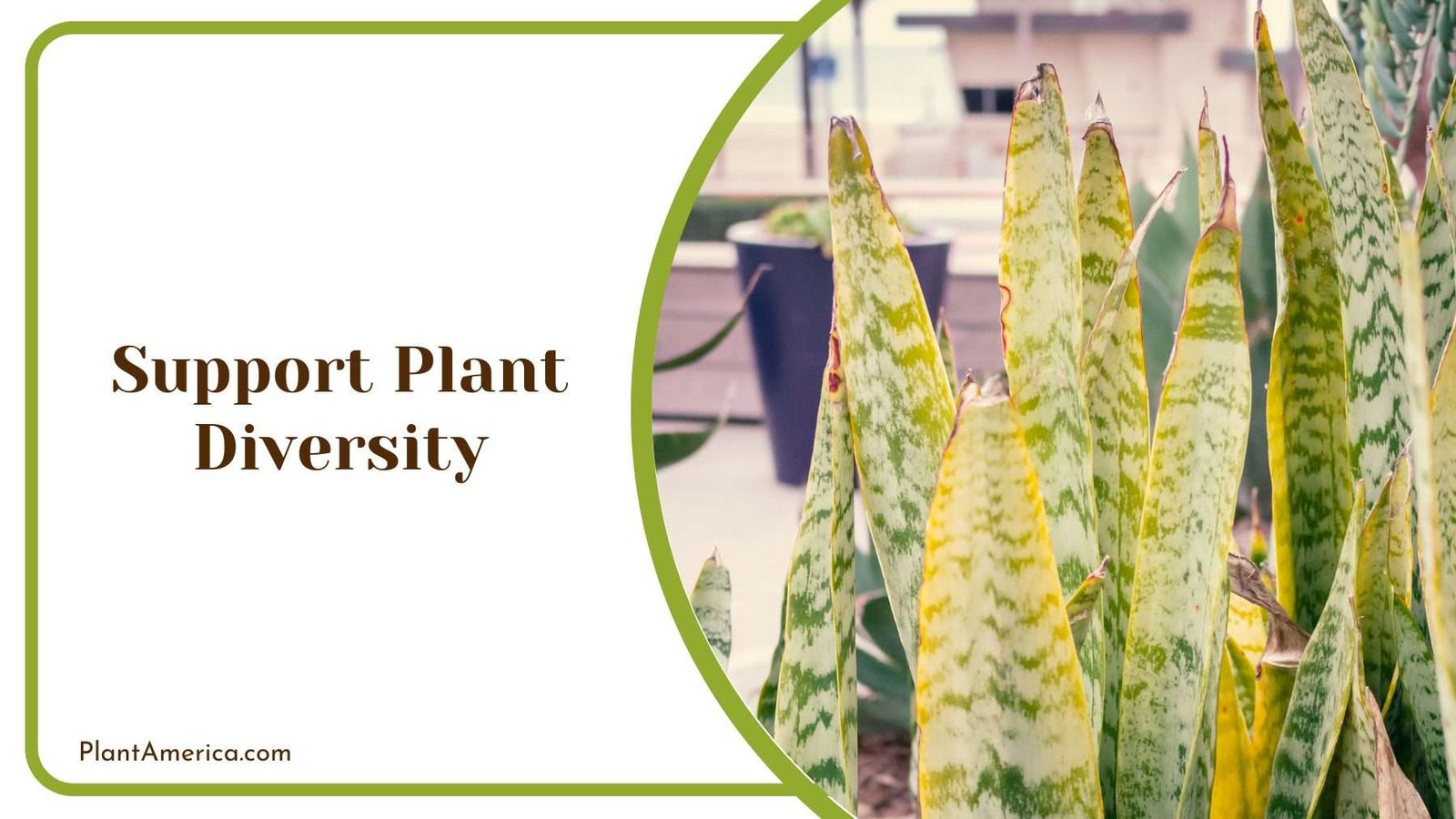 Support Plant Diversity Plant America