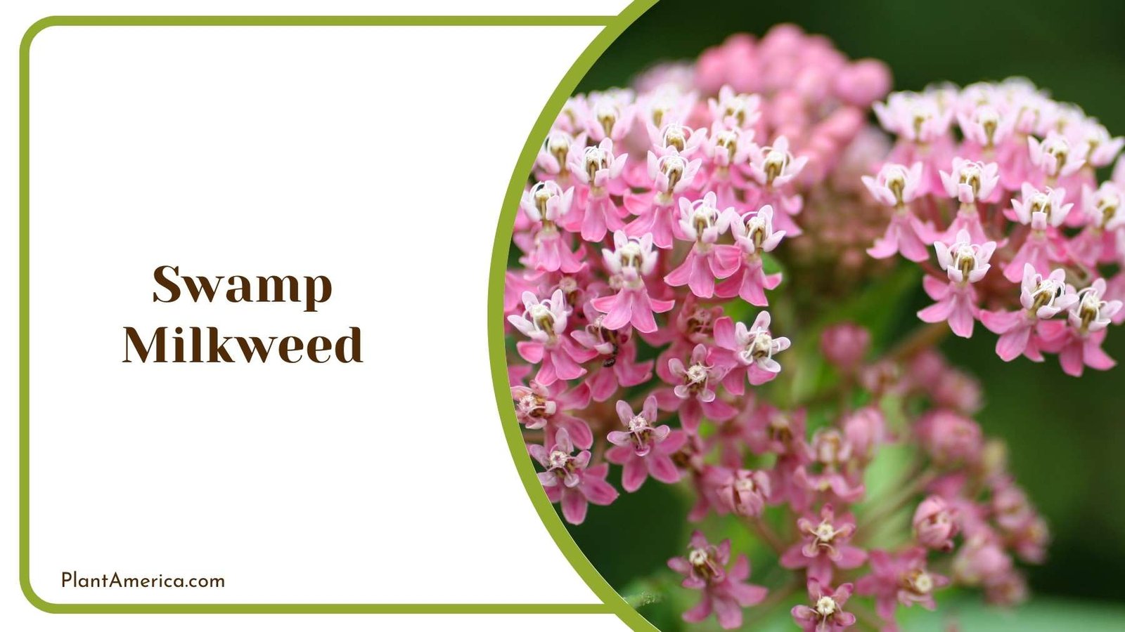 Swamp Milkweed Plant America