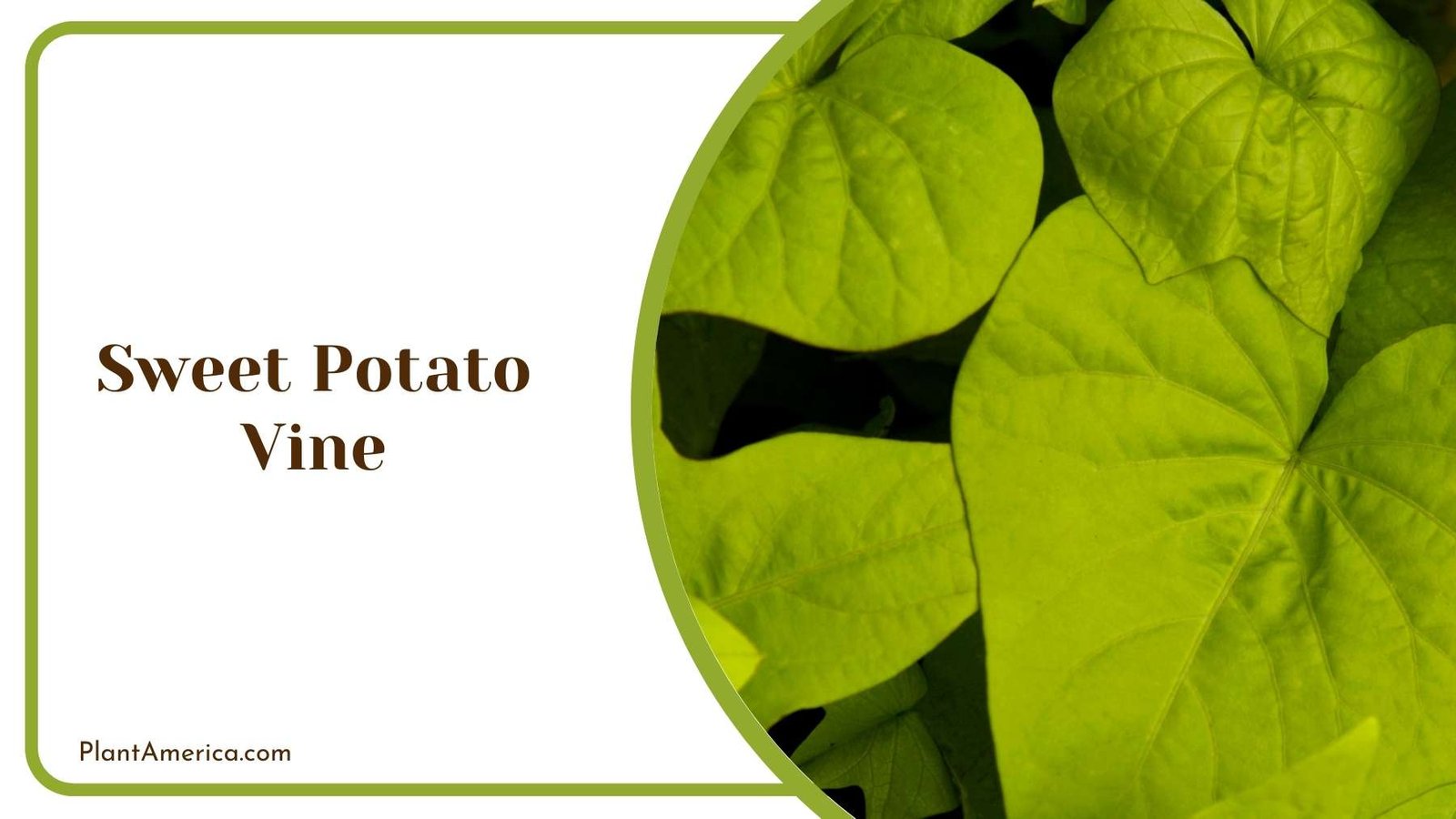 Sweet Potato Vine Plant America