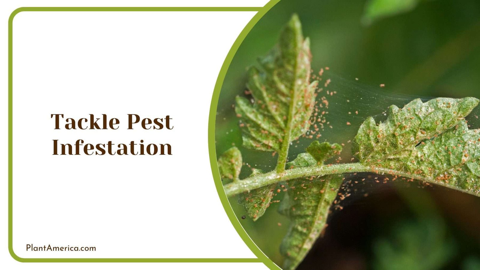 Tackle Pest Infestation Plant America