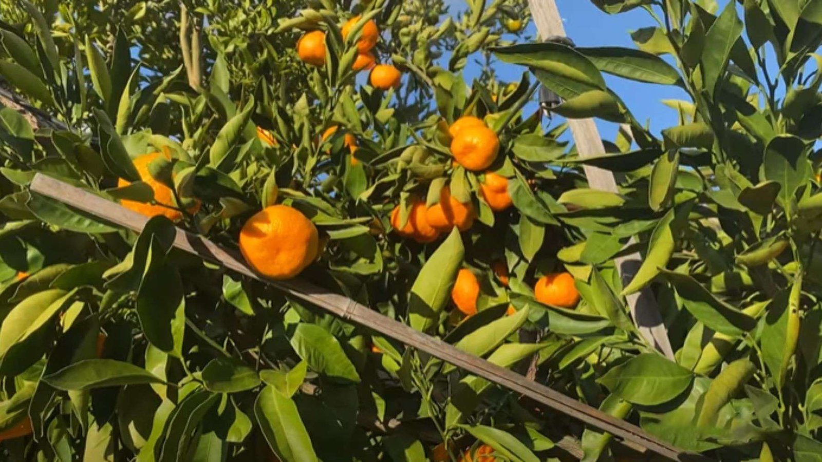 Tangerine Maintenance Guide PlantAmerica