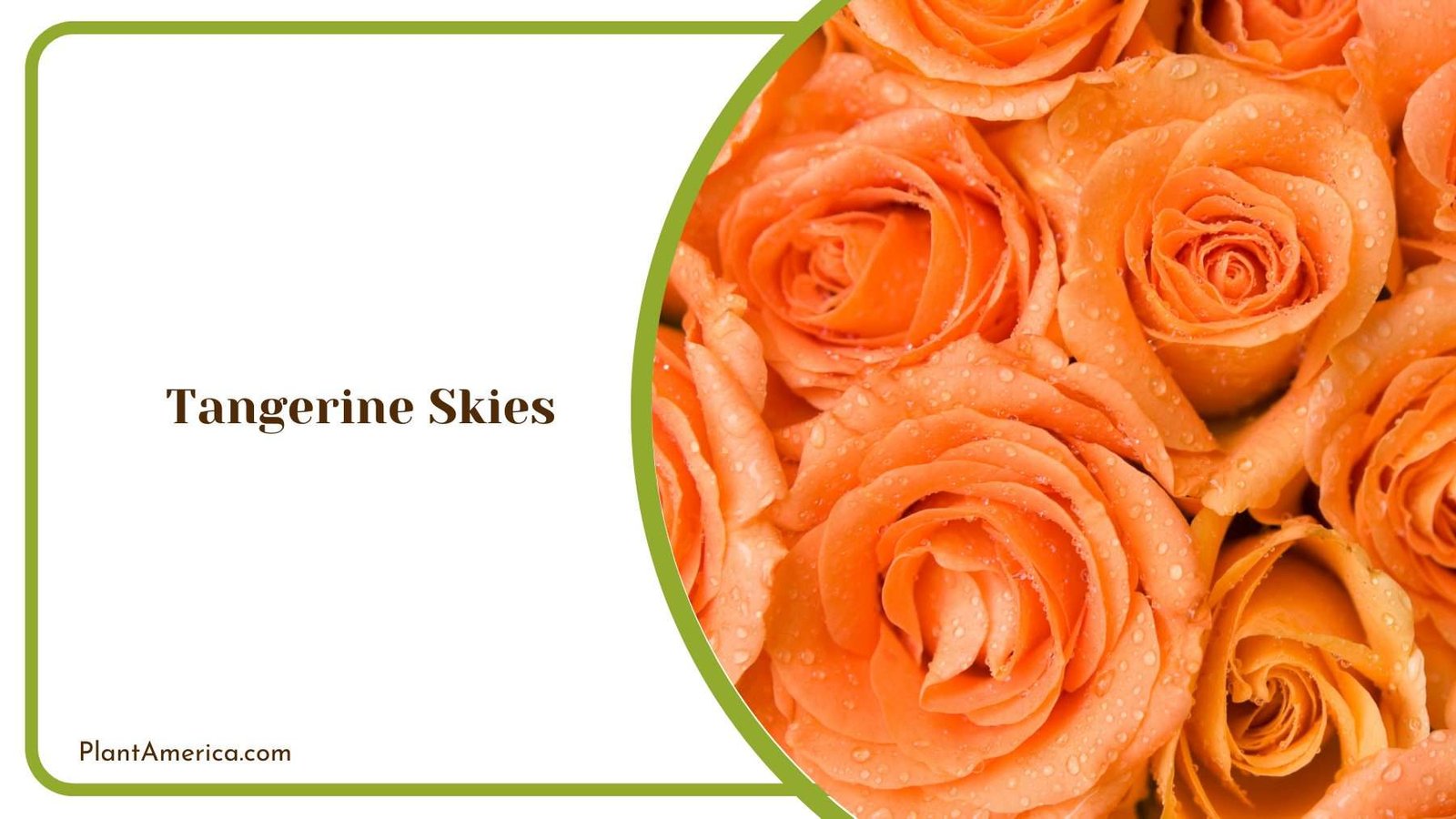 Tangerine Skies Plant America