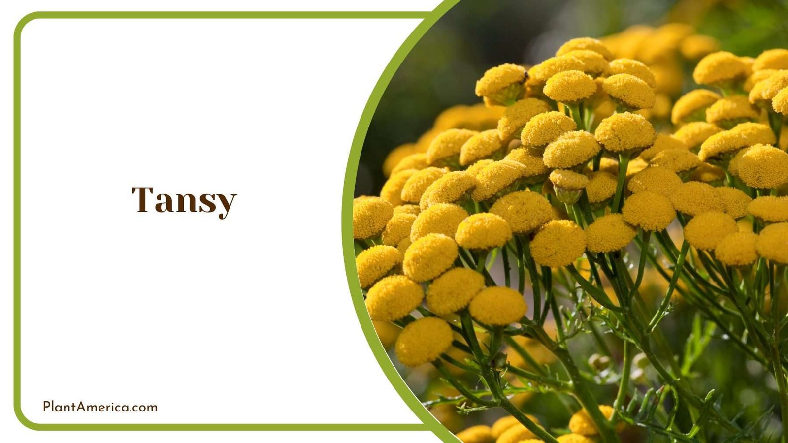 Tansy Flower in Garden Plant America