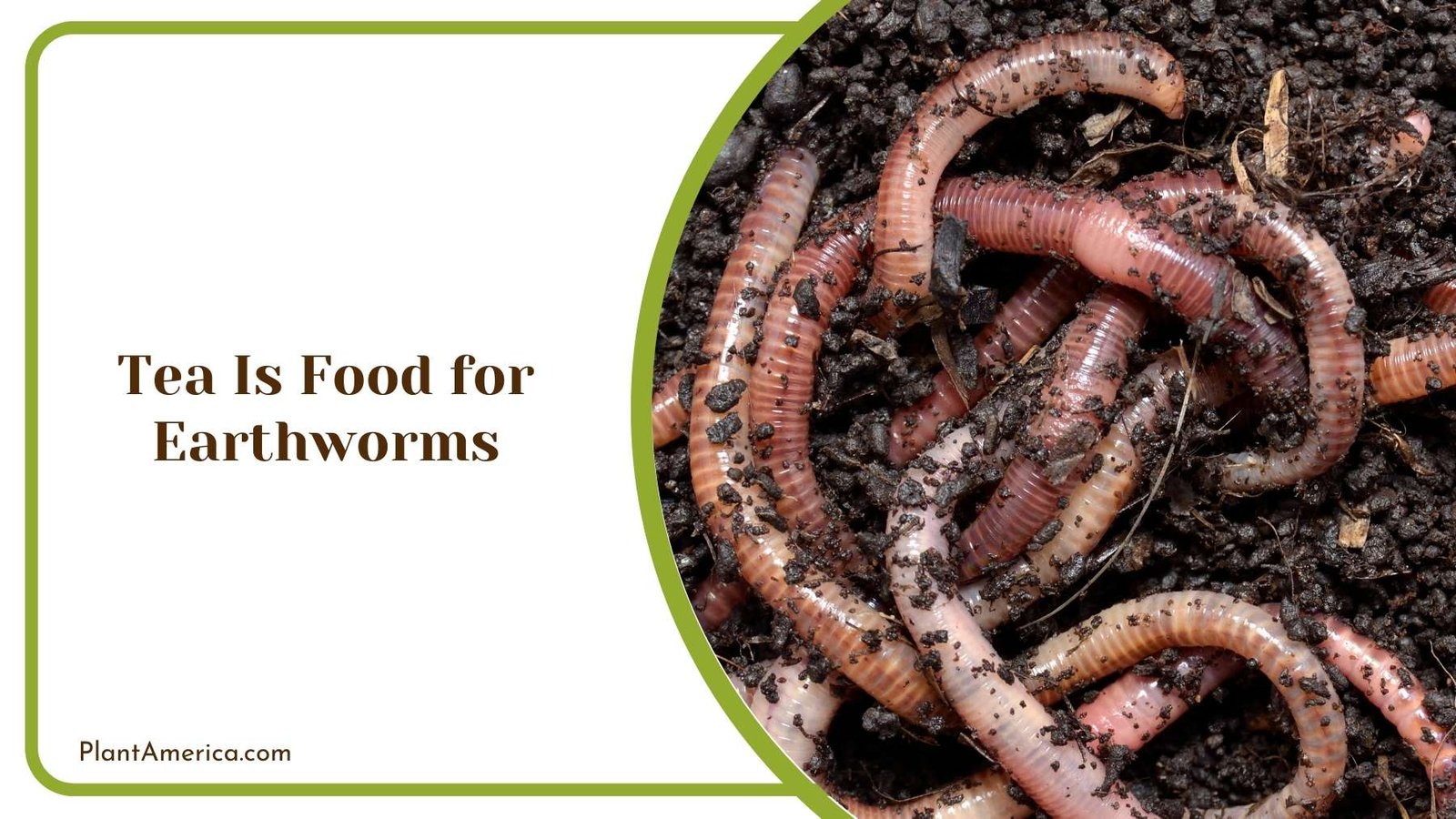 Tea Is Food for Earthworms Plant America Tea Is Food for Earthworms Plant America