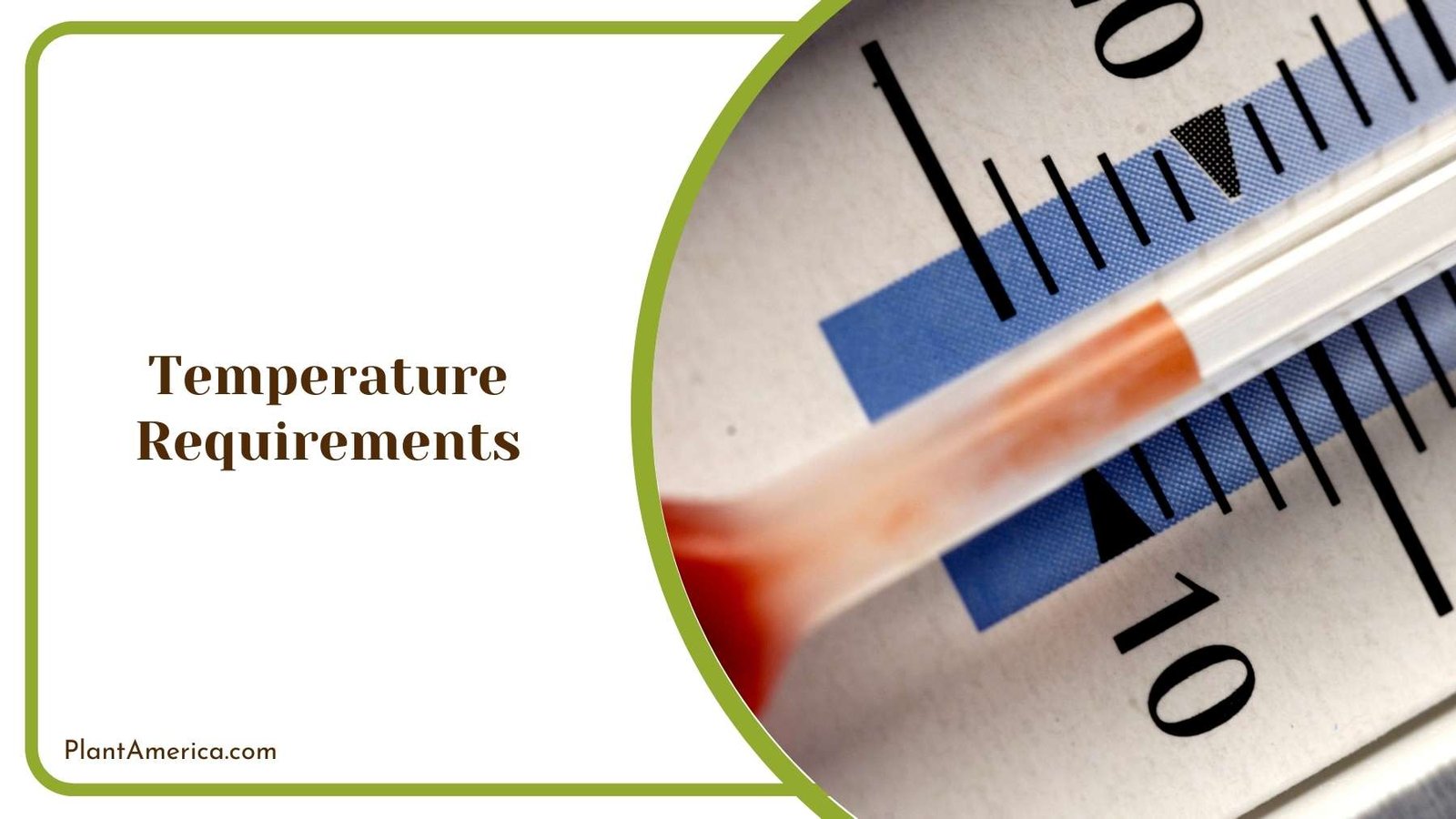 Temperature From Close Look Plant America