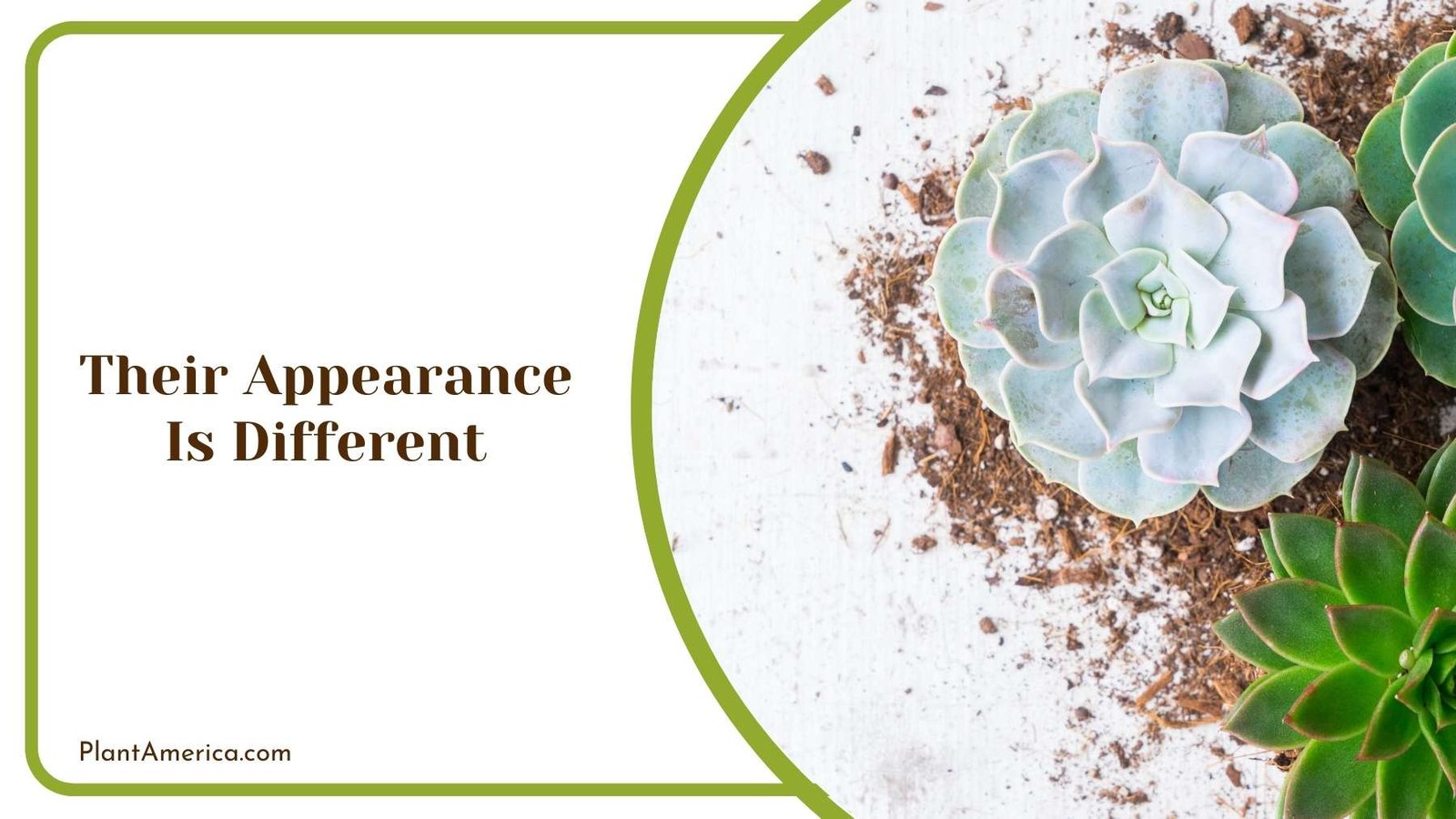 Their Appearance Is Different Plant America