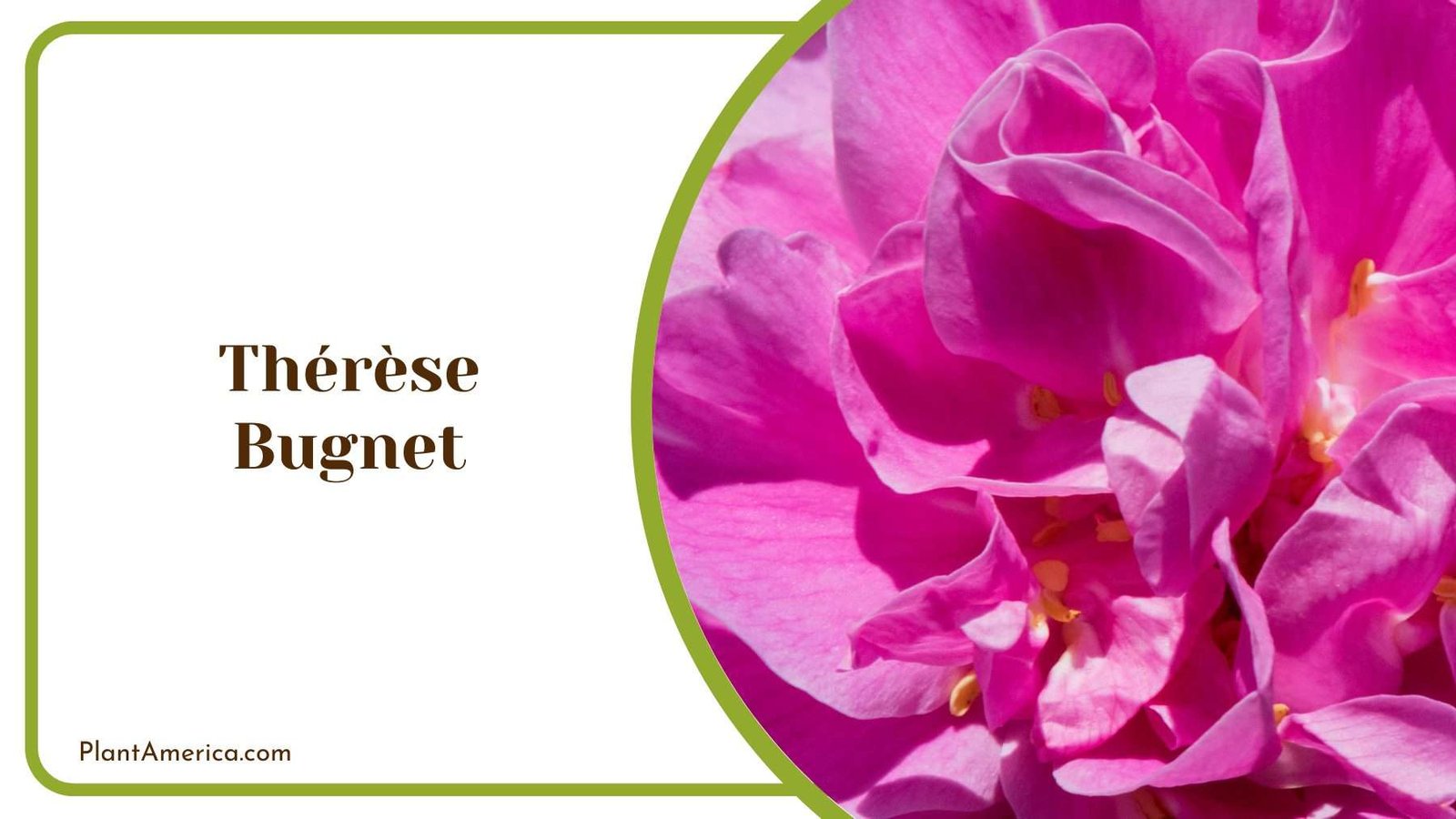 Therese Bugnet On A Tree Plant America