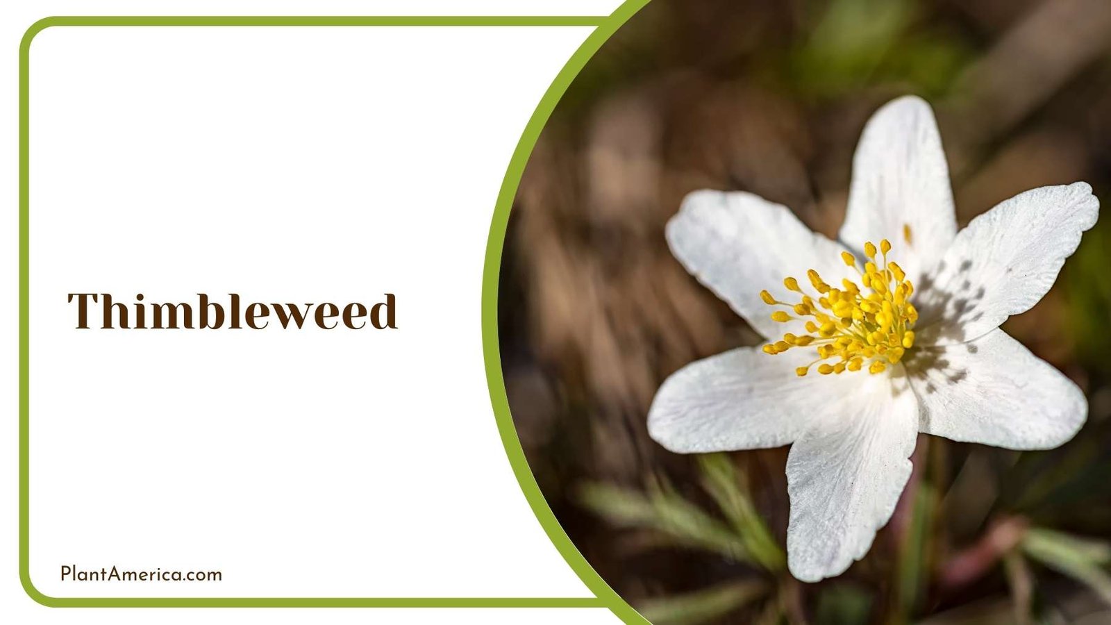 Thimbleweed Shot Plant America