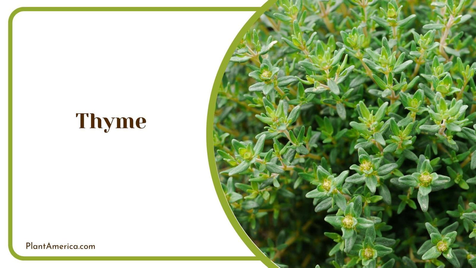 Thyme Bush Plant America