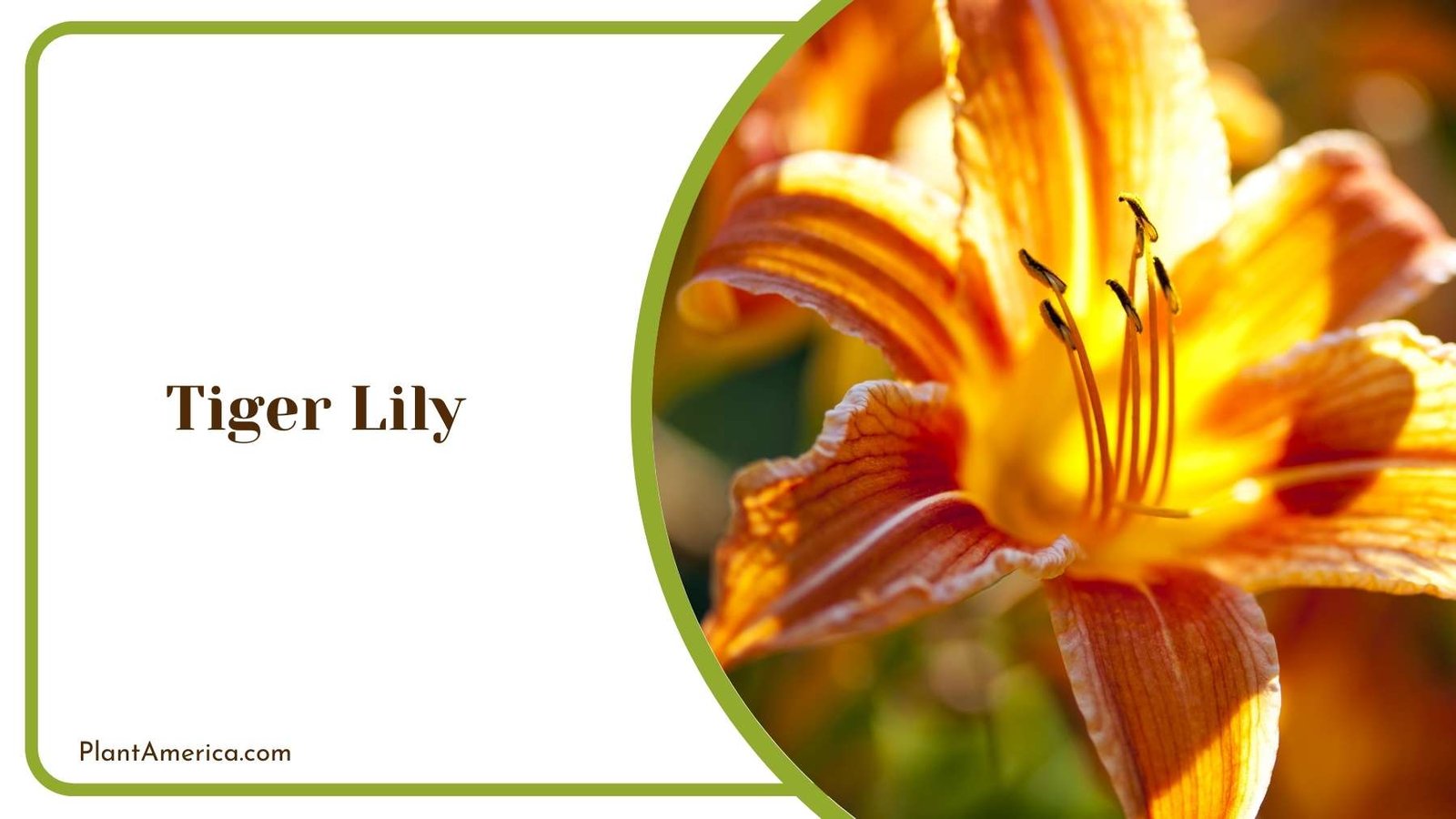Tiger Lily In a Picture Plant America