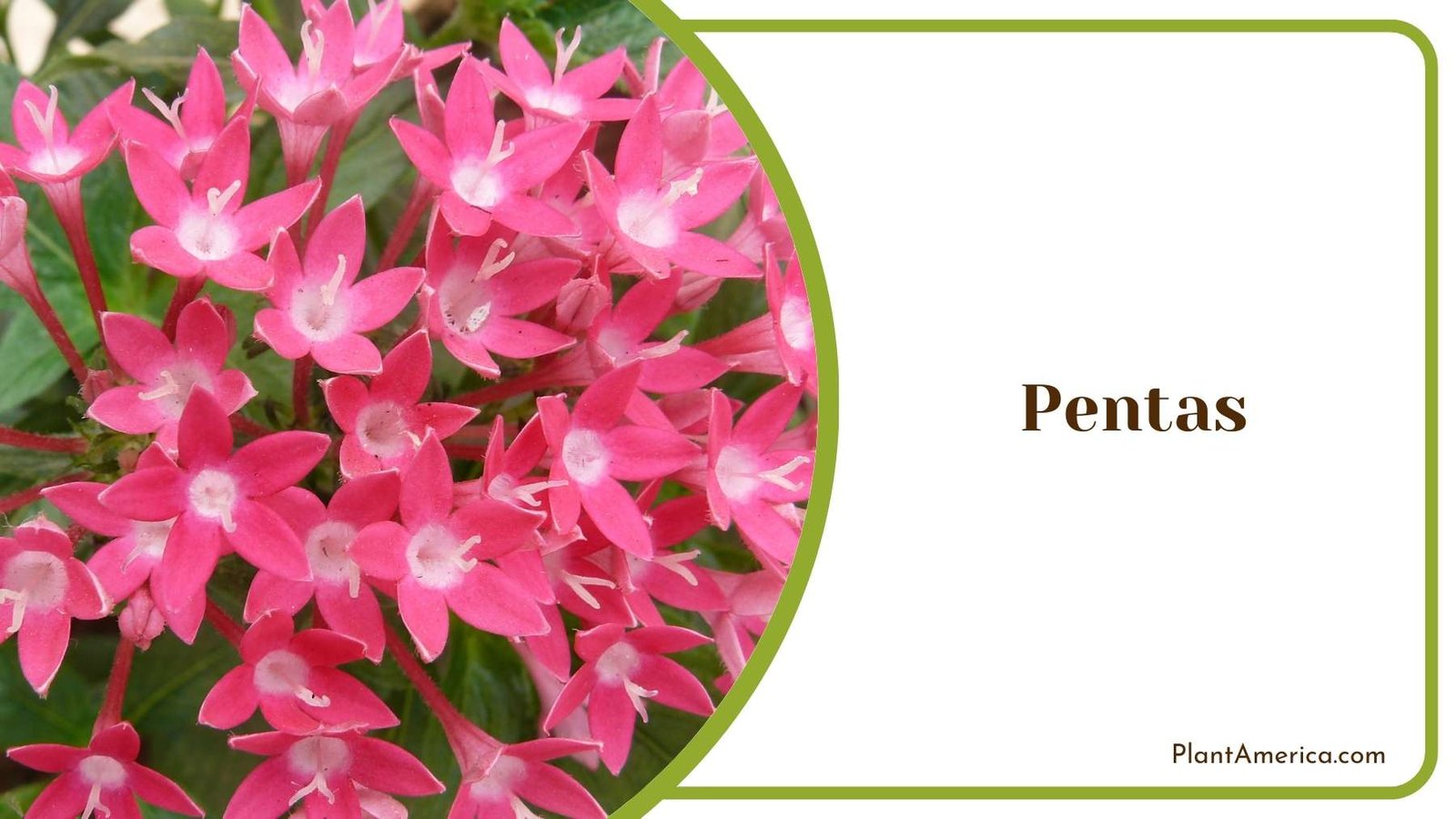 Tiny Pentas Blooms Plant America
