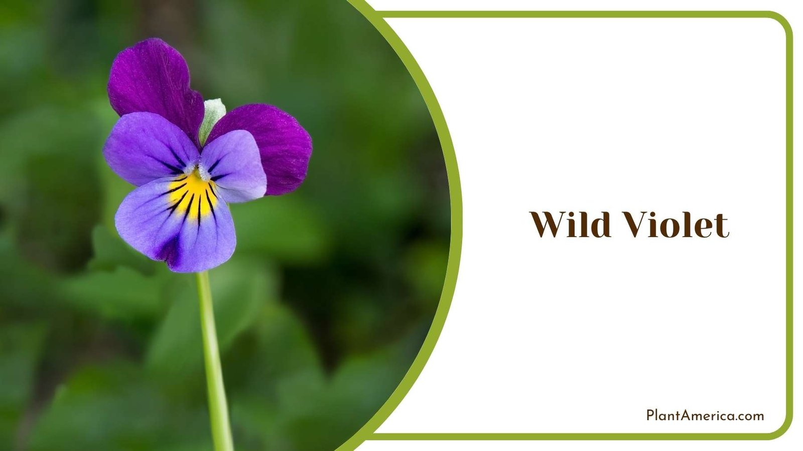 Tiny Wild Violet Plant America Tiny Wild Violet Plant America