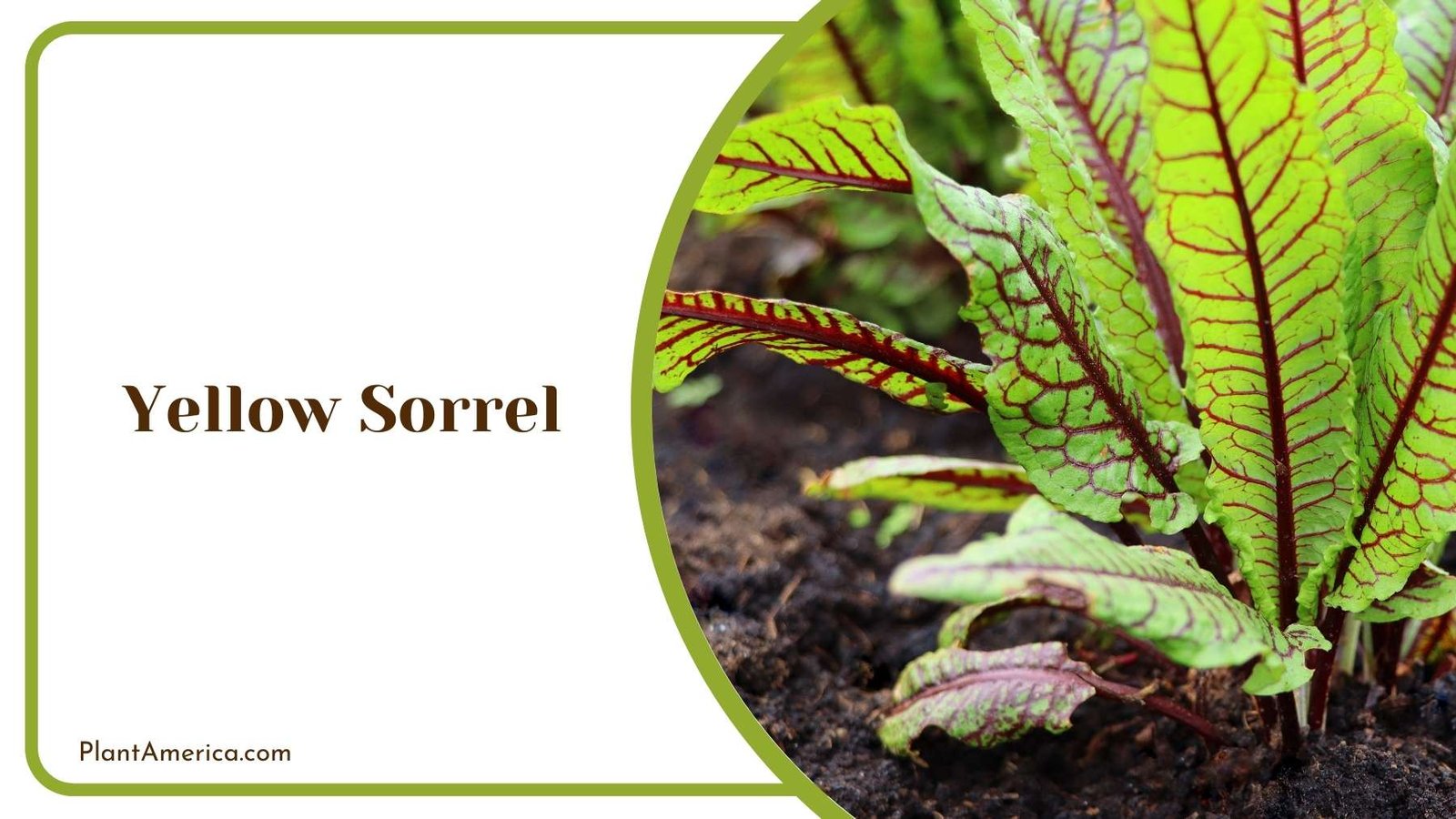 Tiny Yellow Sorrel Plant Plant America Tiny Yellow Sorrel Plant Plant America