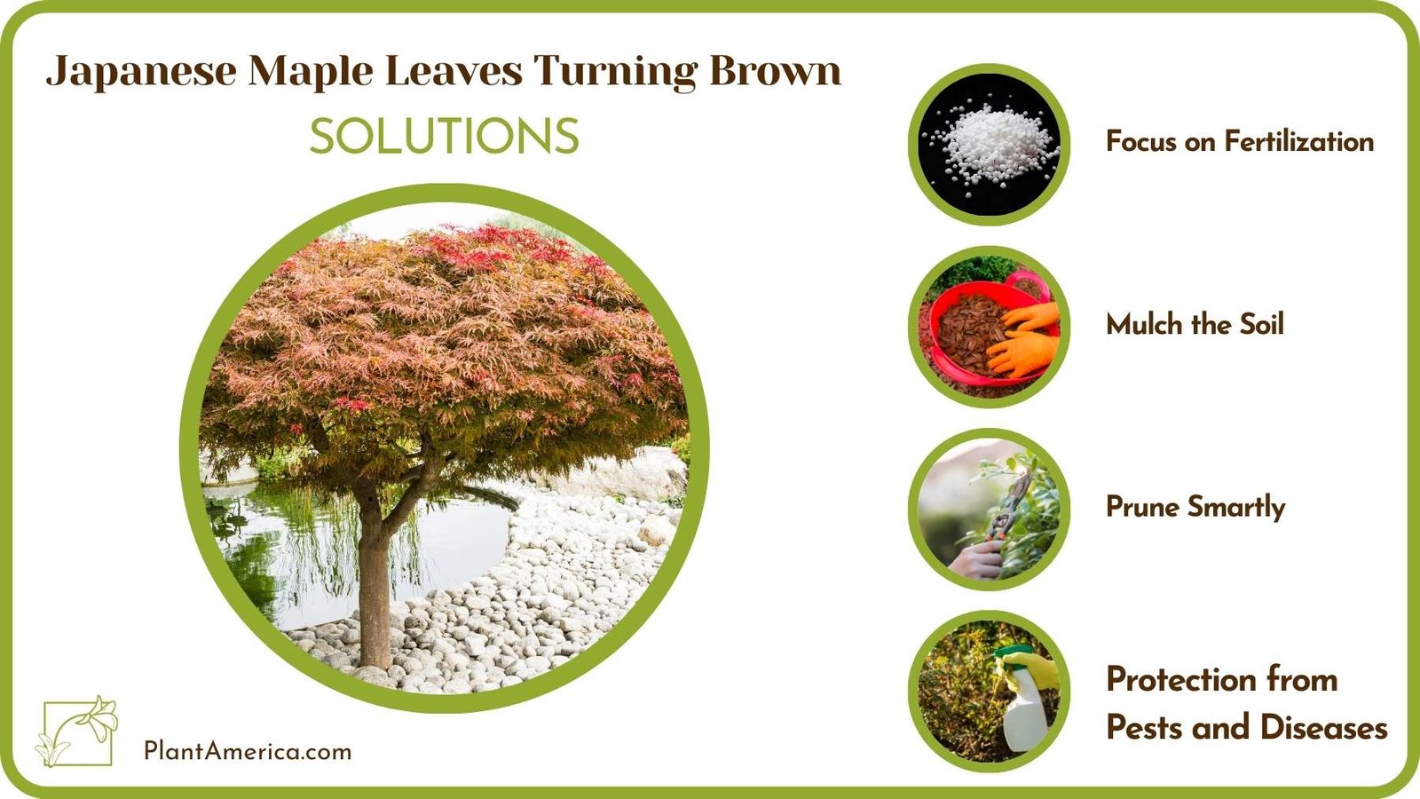 Treatments For Japanese Maple Leaves Turning Brown Plant America