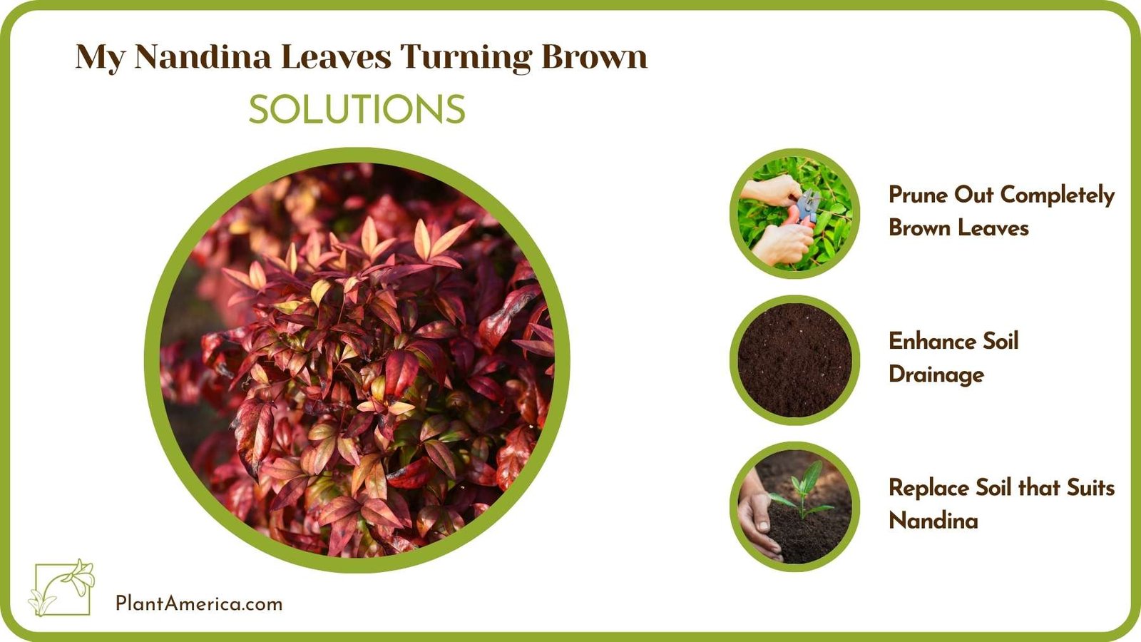 Treatments For My Nandina Leaves Turning Brown Plant America