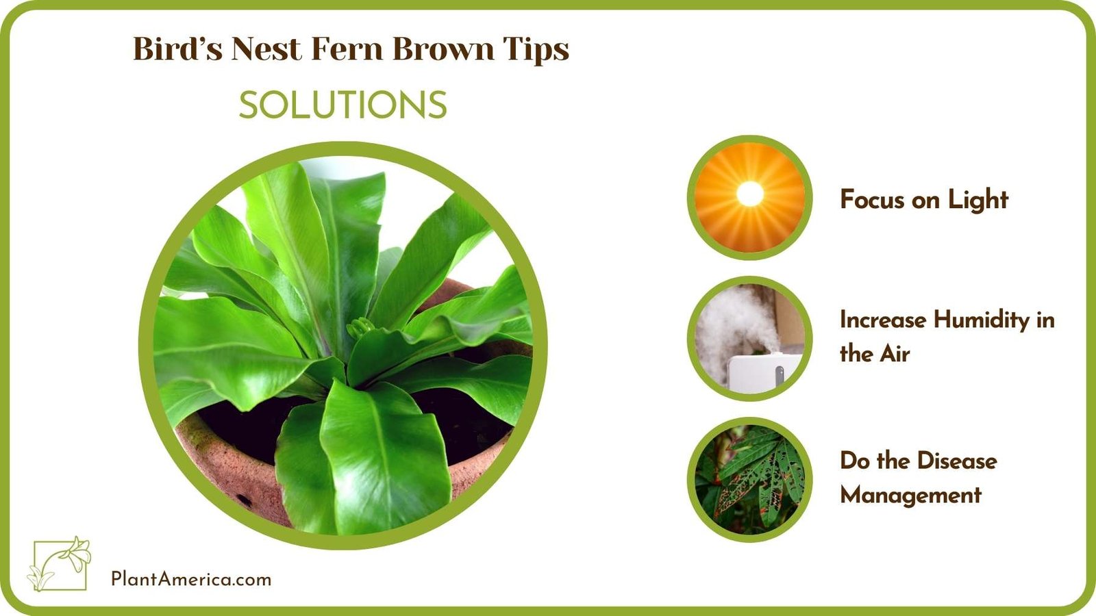 Treats For Birds Nest Fern Brown Tips Plant America Treats For Birds Nest Fern Brown Tips Plant America