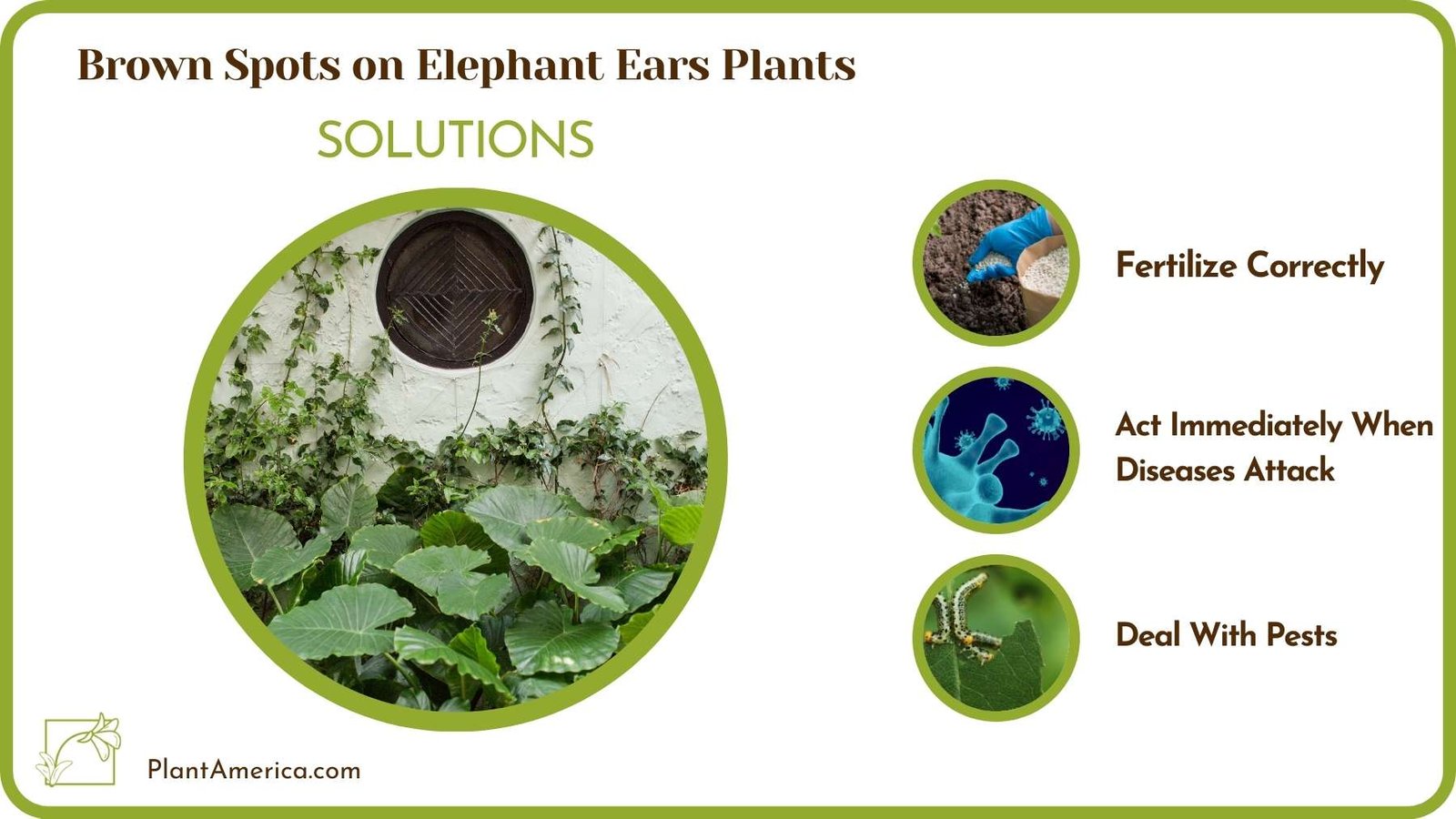 Treats For Brown Spots on Elephant Ears Plants Plant America