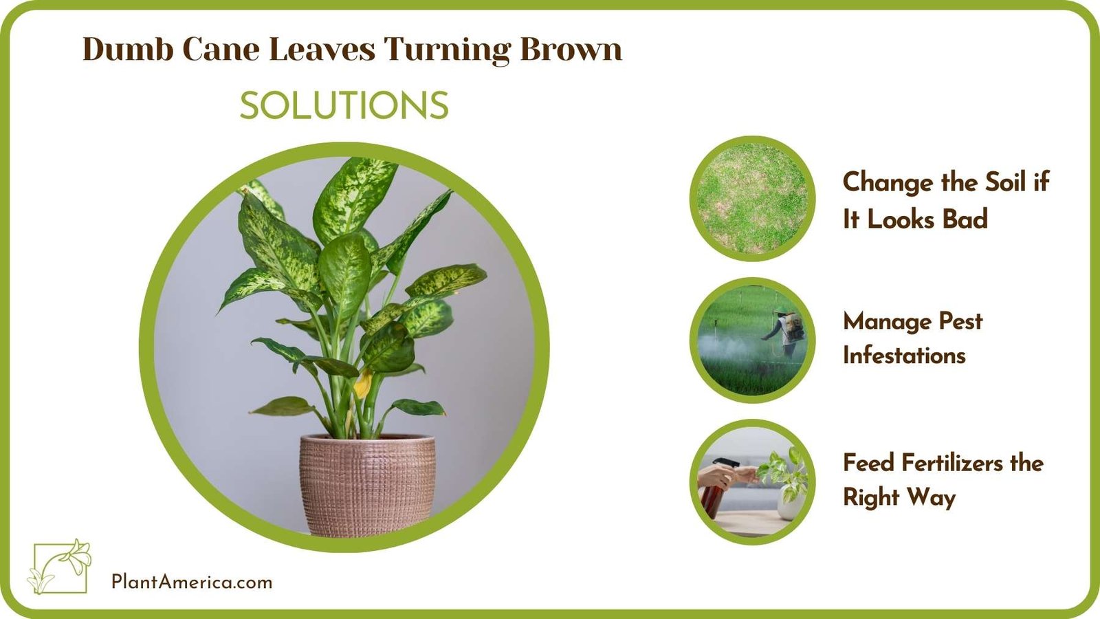 Treats For Dumb Cane Leaves Turning Brown Plant America
